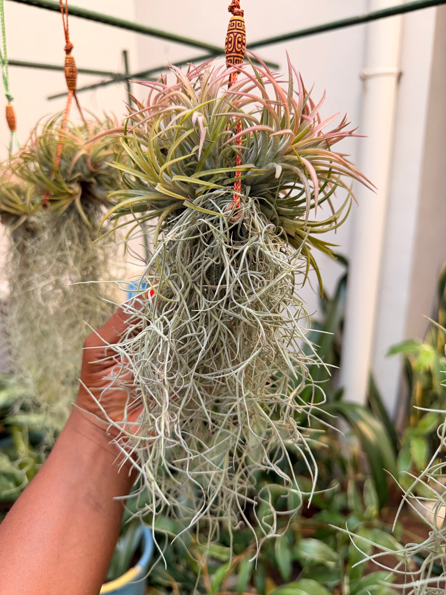 Tillandsia ionantha Cluster + Spanish Moss