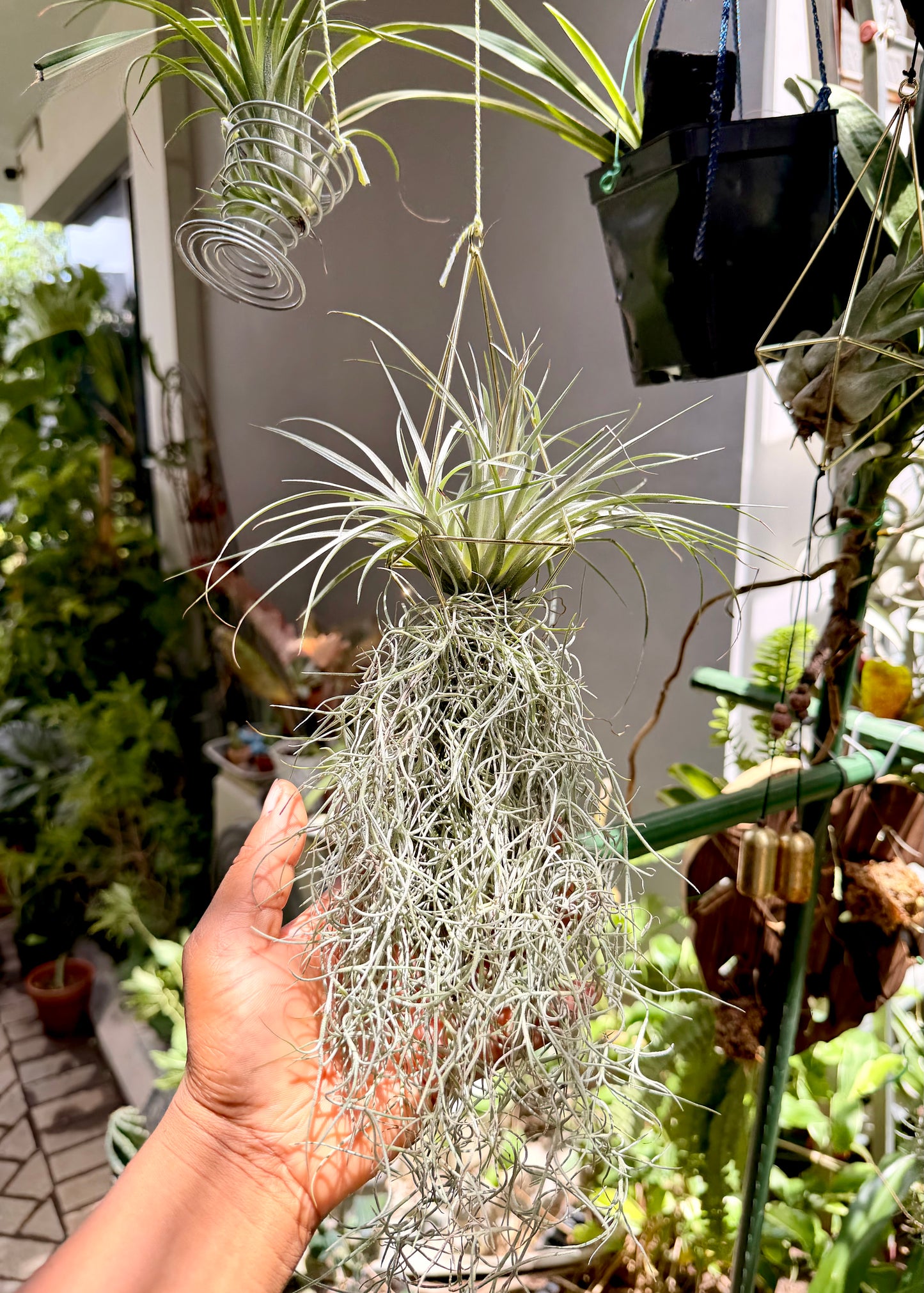 Tillandsia set