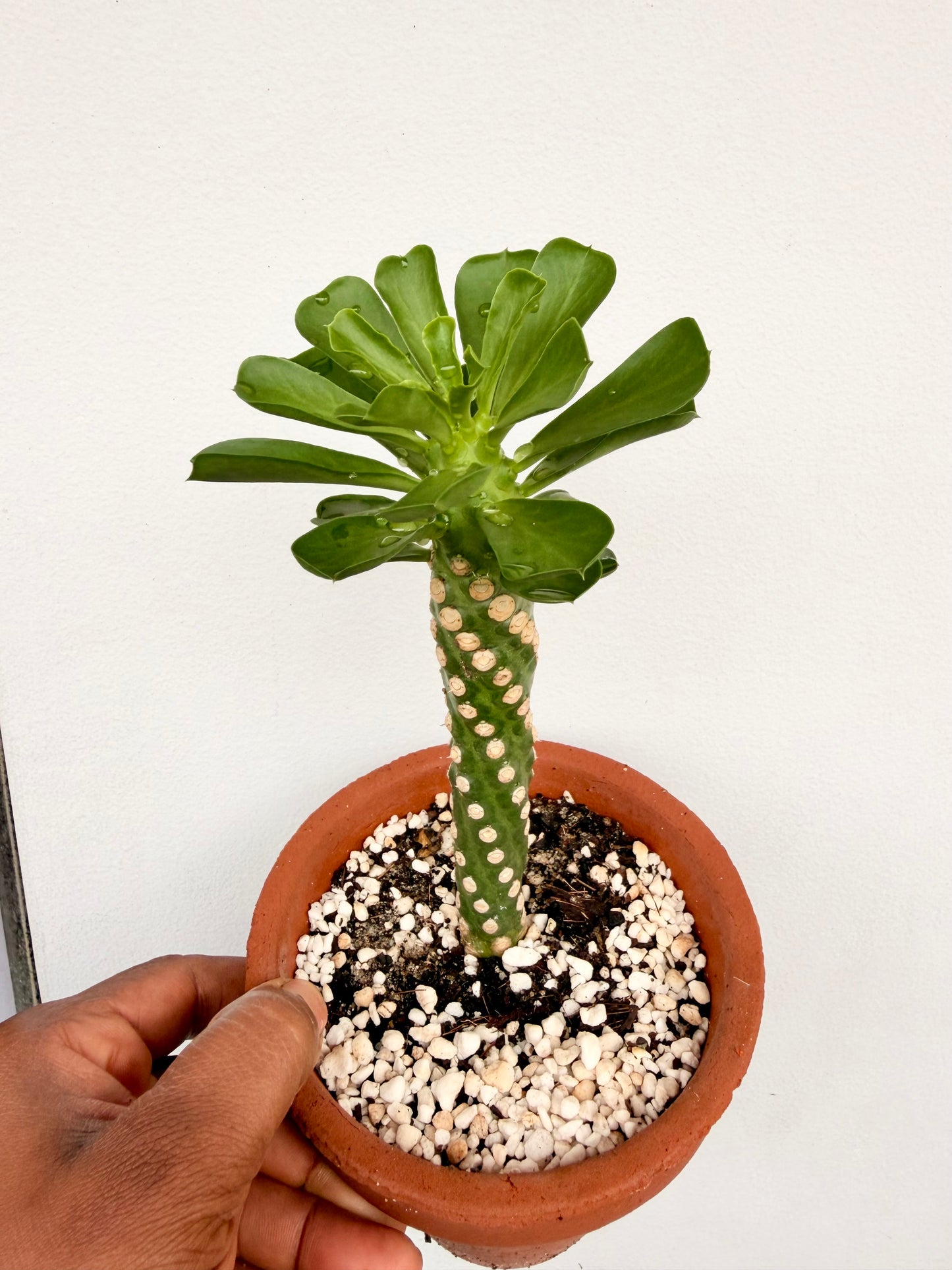 Euphorbia Royleana