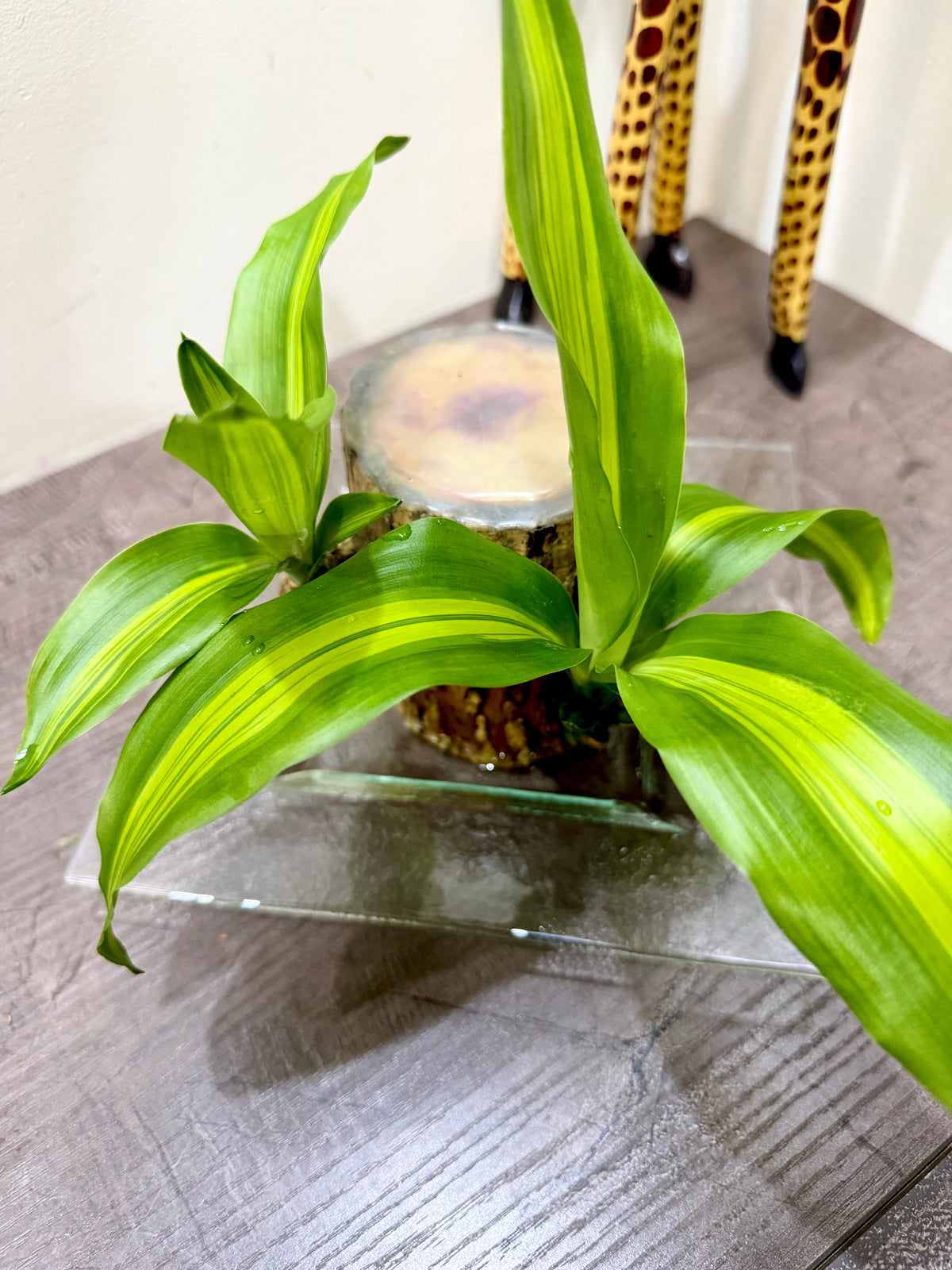 Dracena Fragrans in water