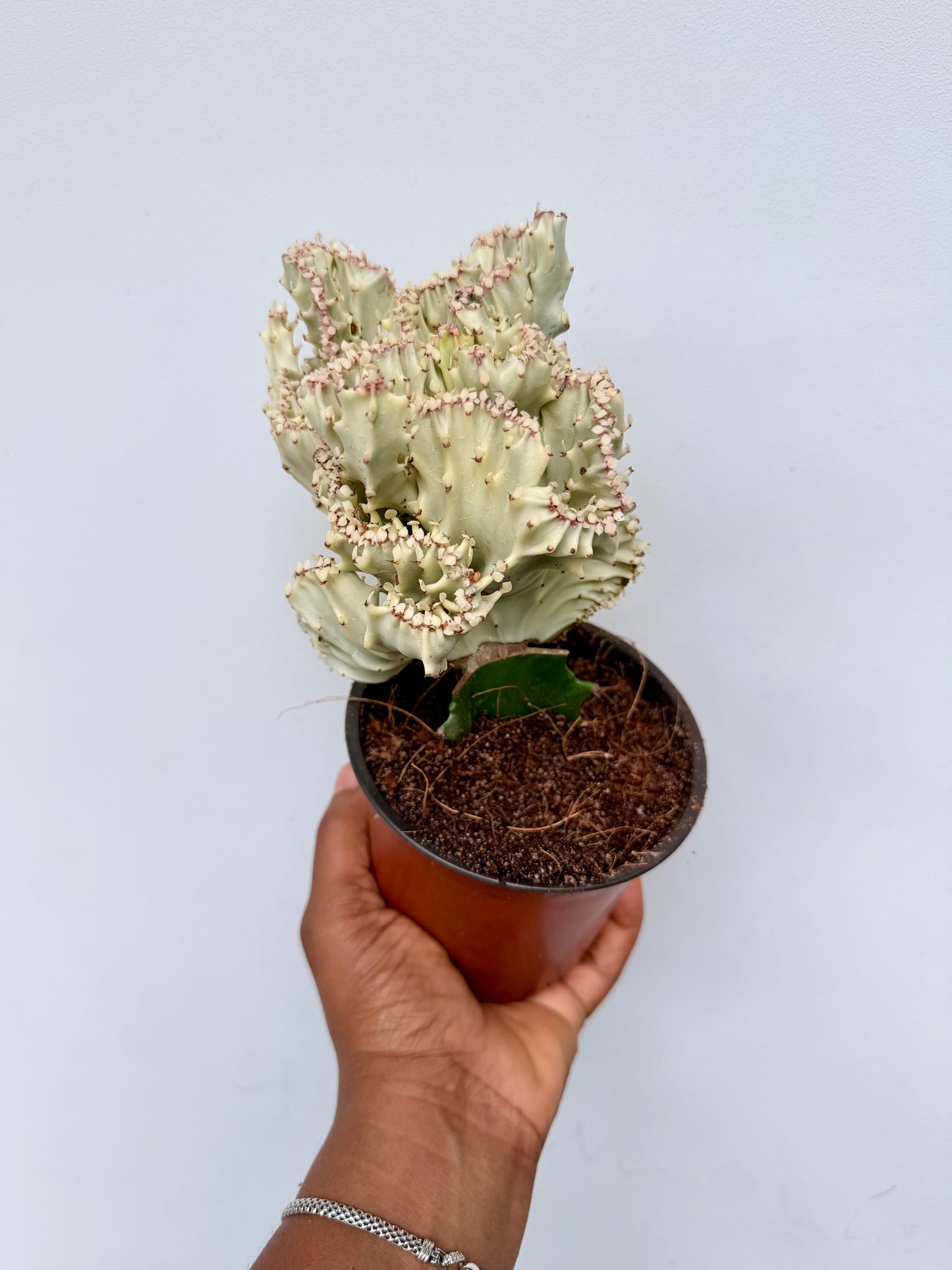 Euphorbia lactea cristata