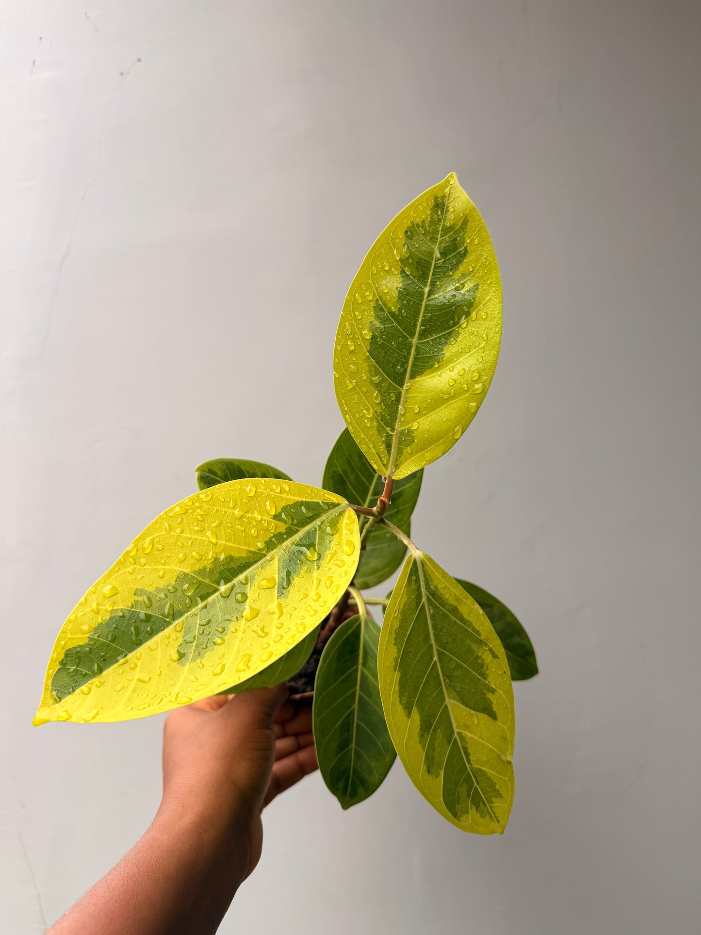 Ficus Altissima