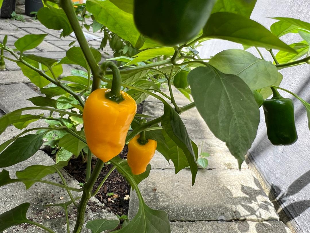 pepper plant seeds Datil pepper seeds – Eudana Farms