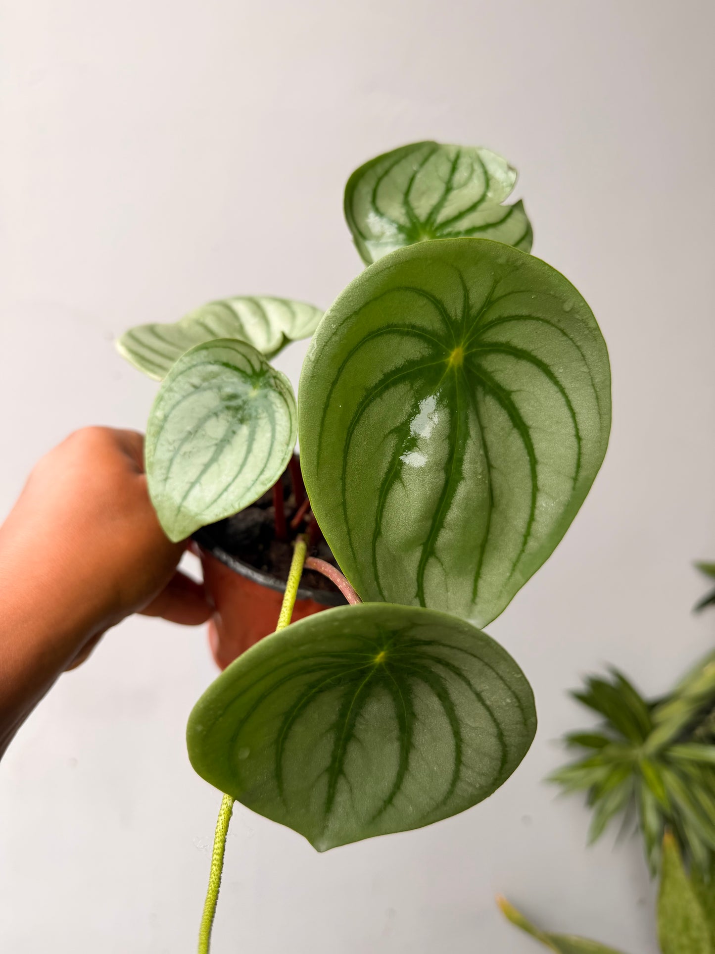 Peperomia argyreia