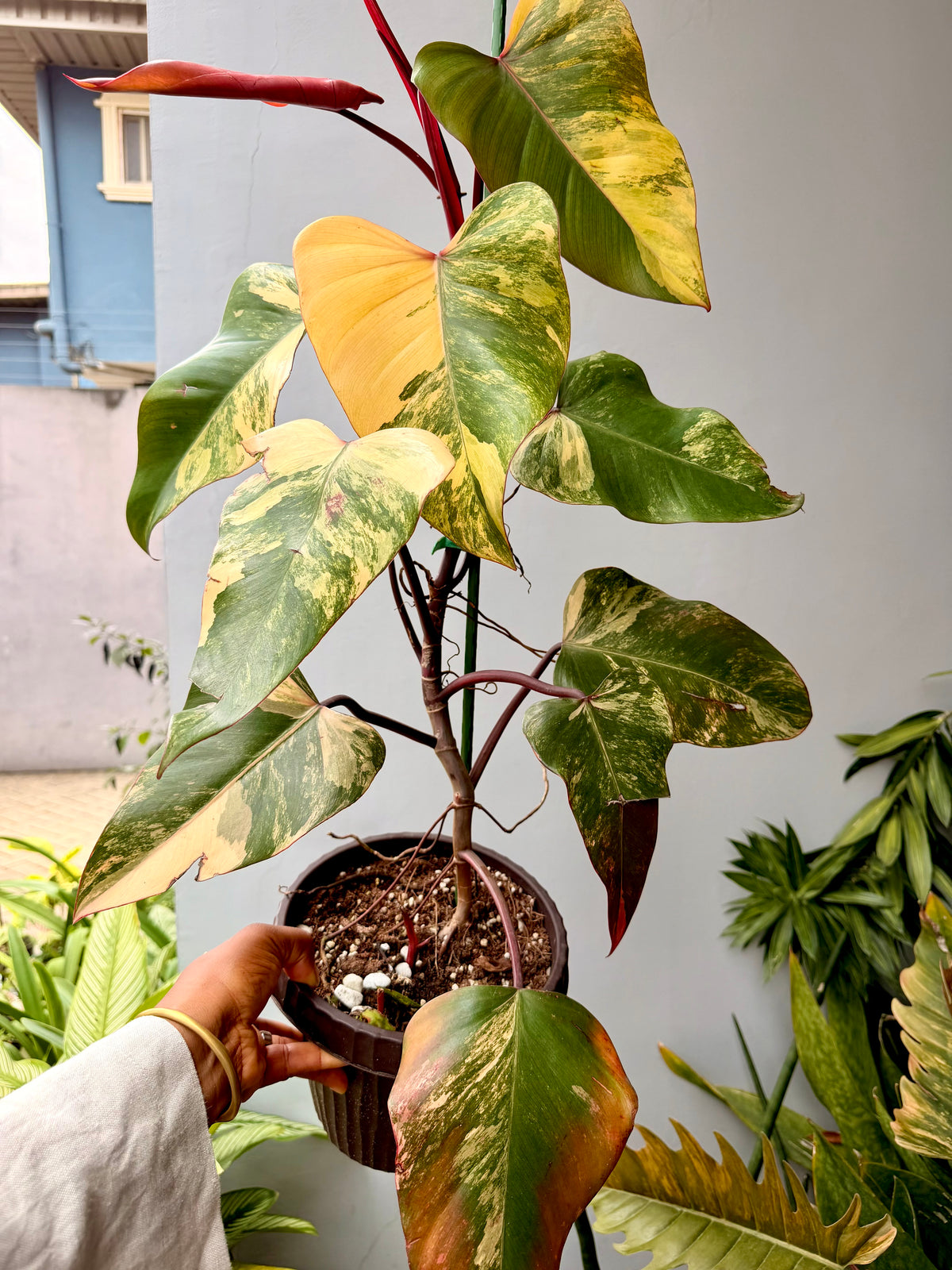 Philodendron 'Strawberry Shake
