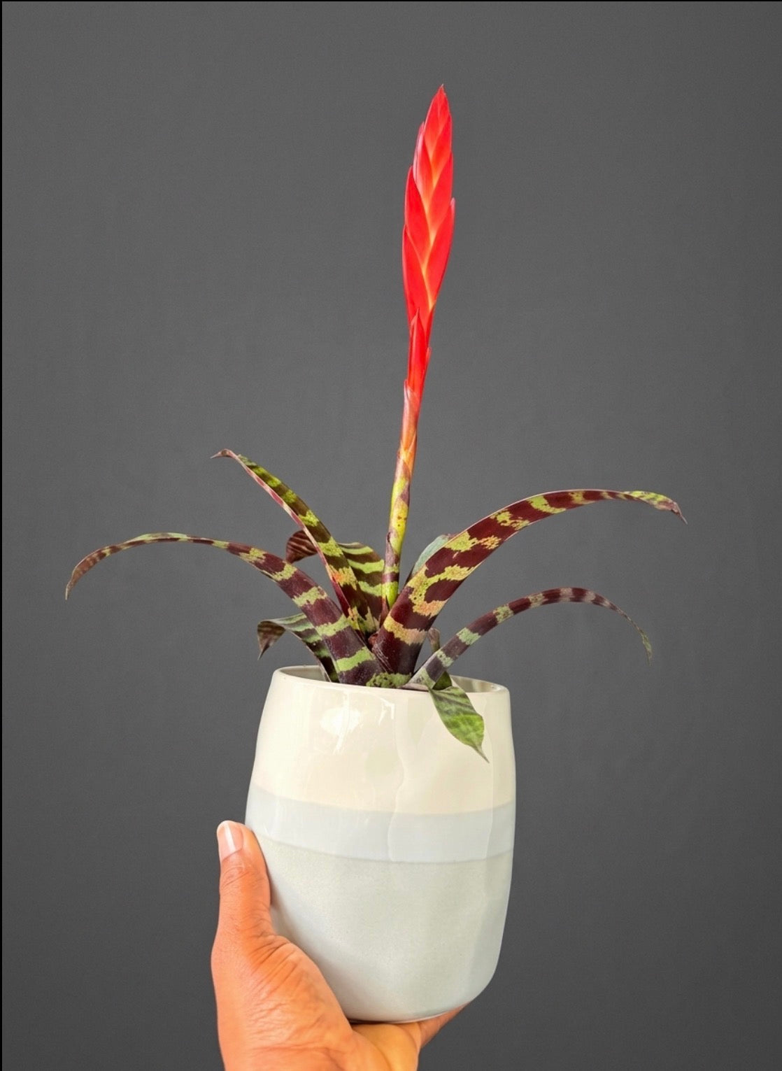 Vriesea Era in a Cache pot
