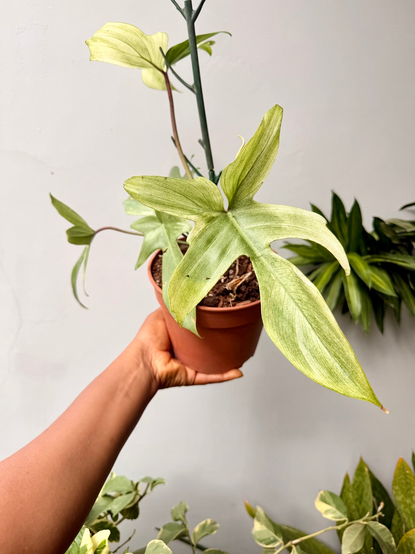Philodendron Florida Ghost