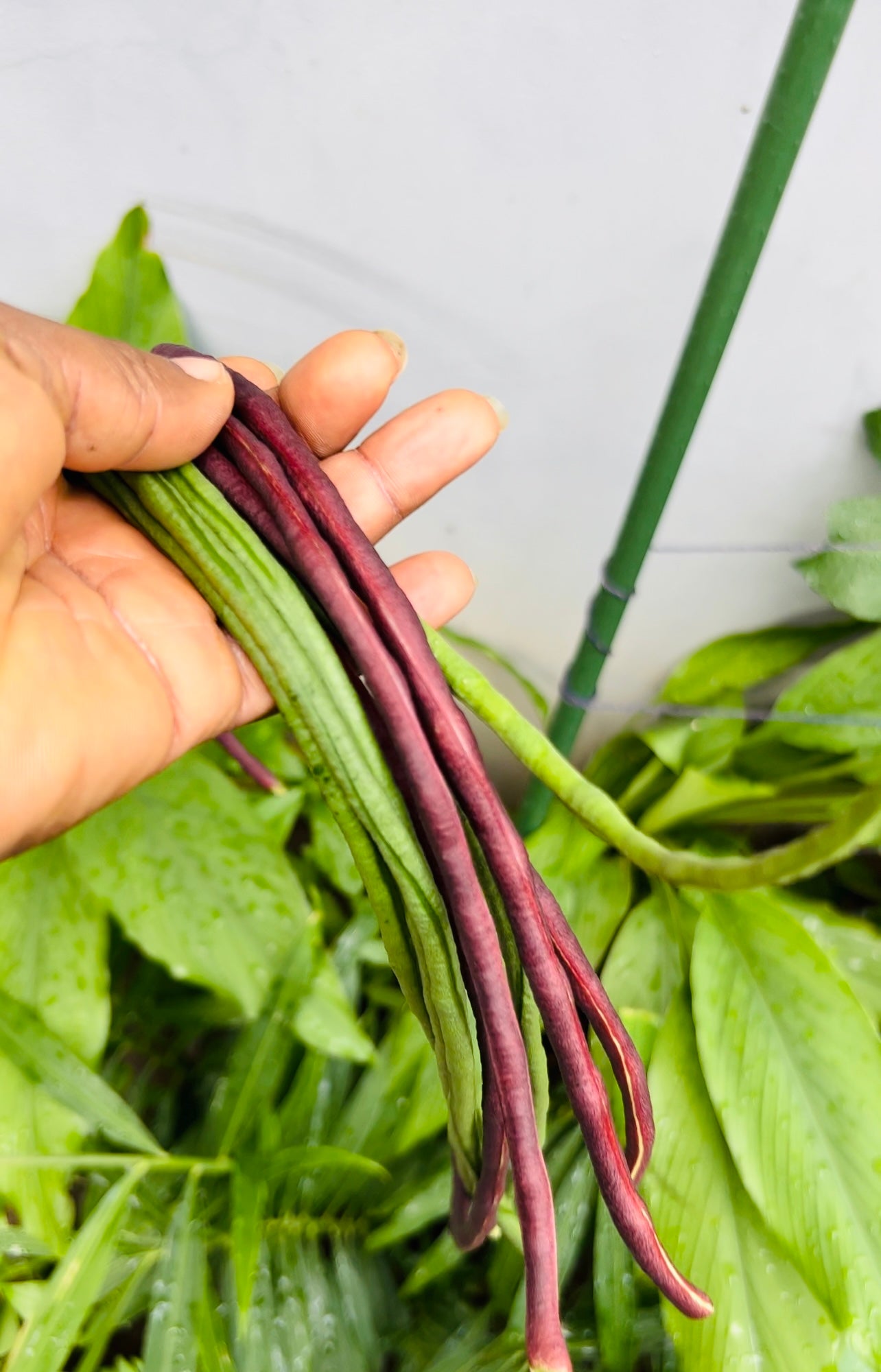 china seeds planted Chinese Long beans Seeds – Eudana Farms