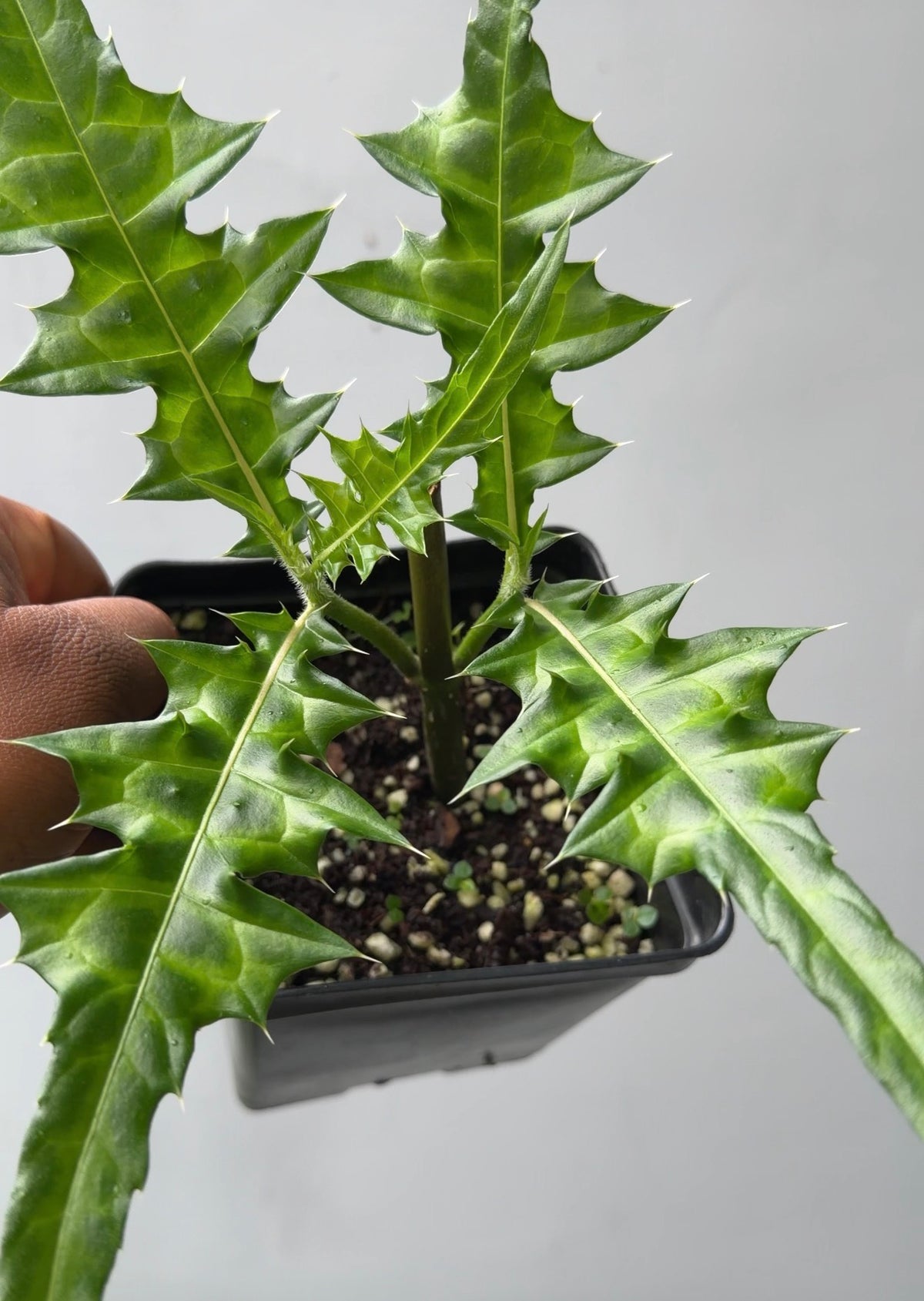 Acanthus montanus(Mountain thistle)