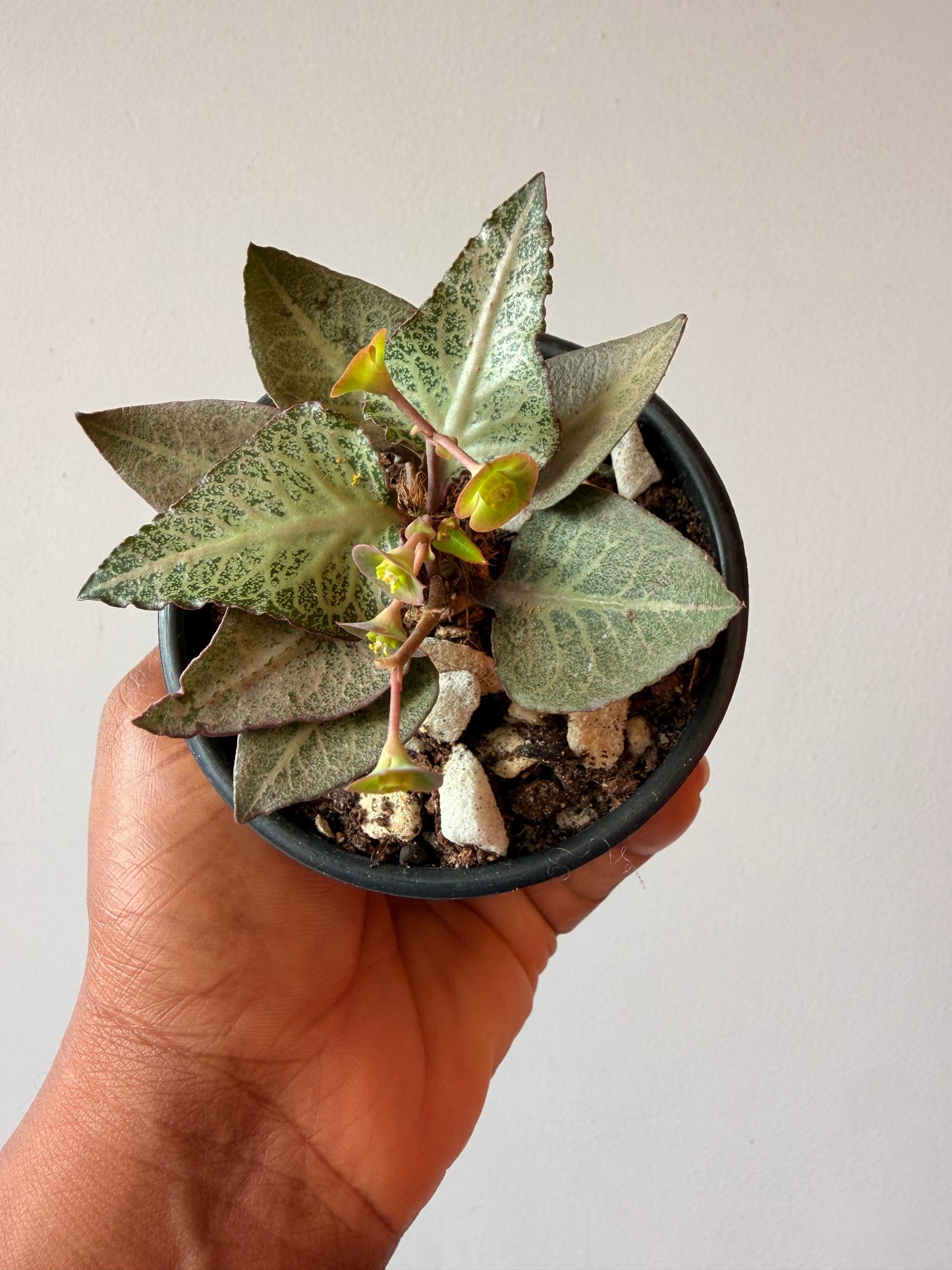 Euphorbia francoisii