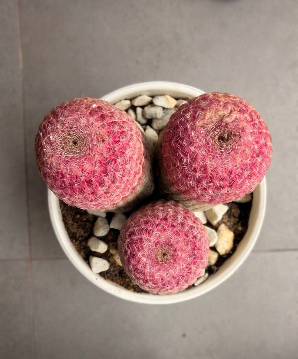 Echinocereus rigidissimus(Rainbow Cactus)