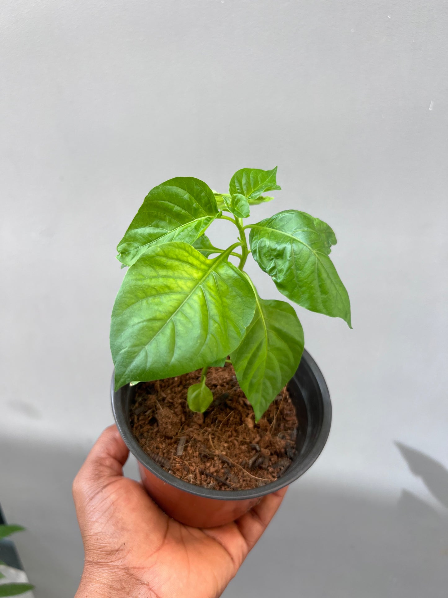 Red Habanero Seedling