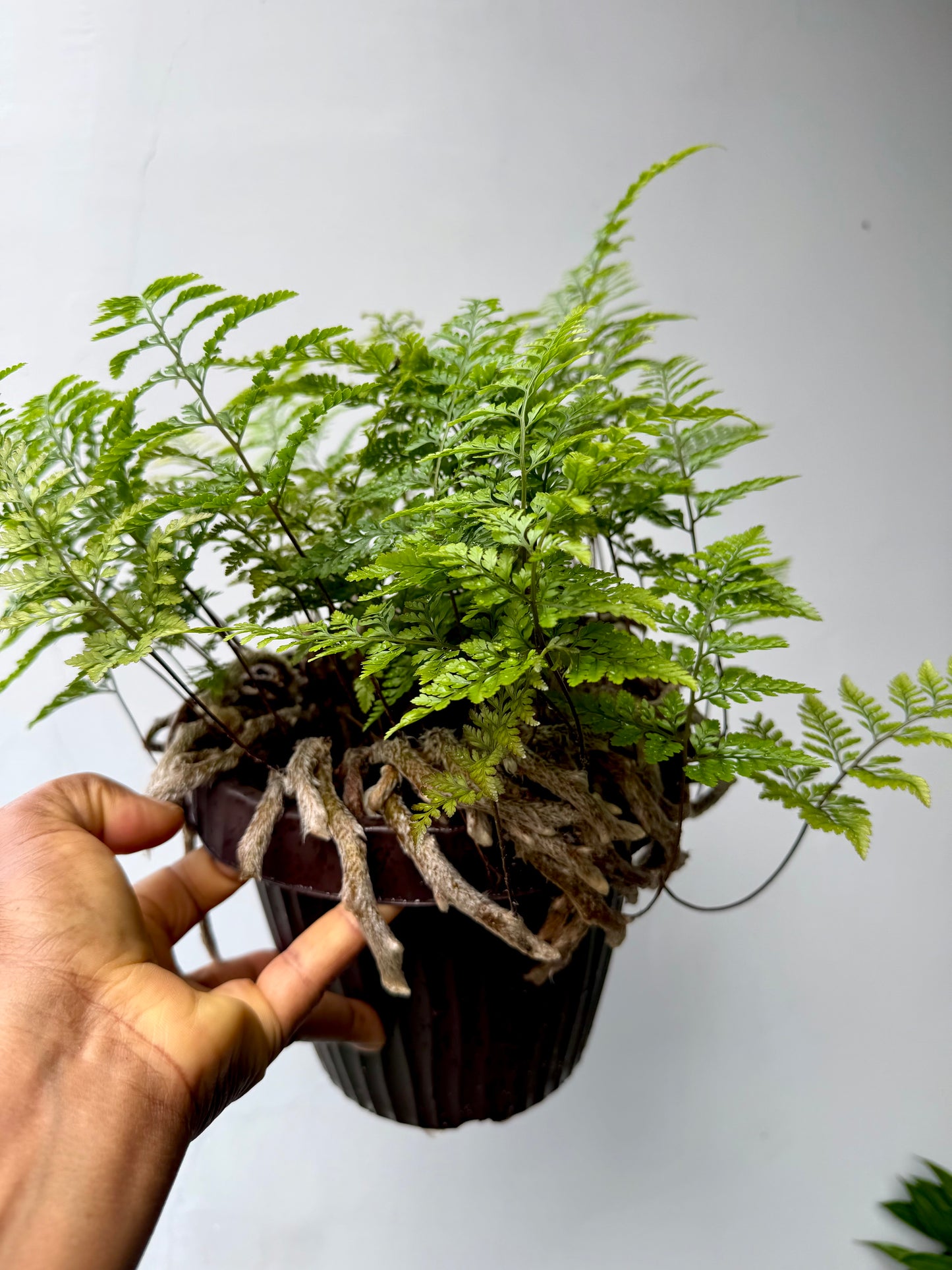 Rabbit’s Foot Fern