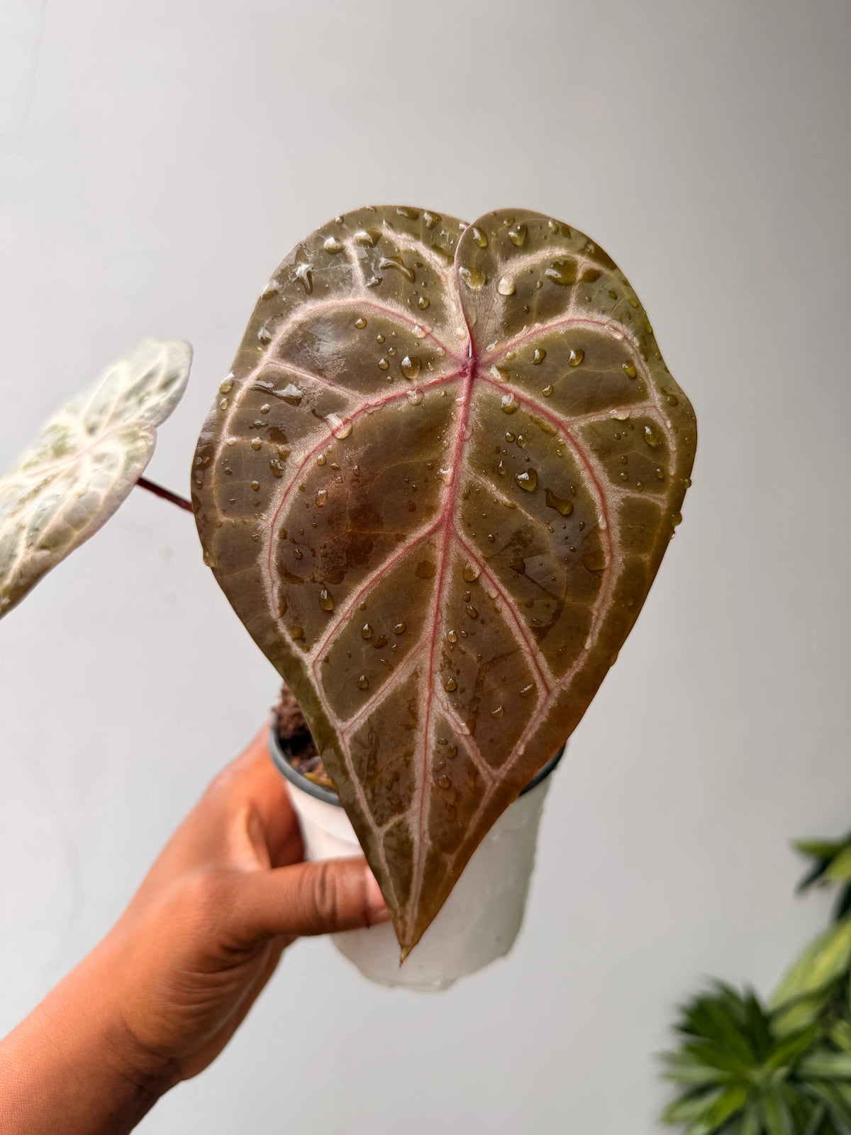 Anthurium Wonderboy A x B