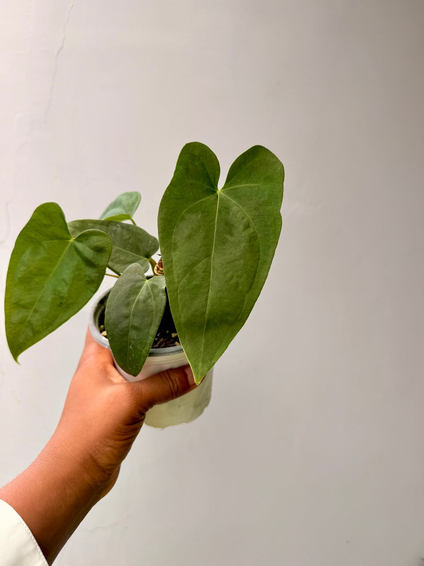 Anthurium Anthurium papillilaminum ‘Daniel’