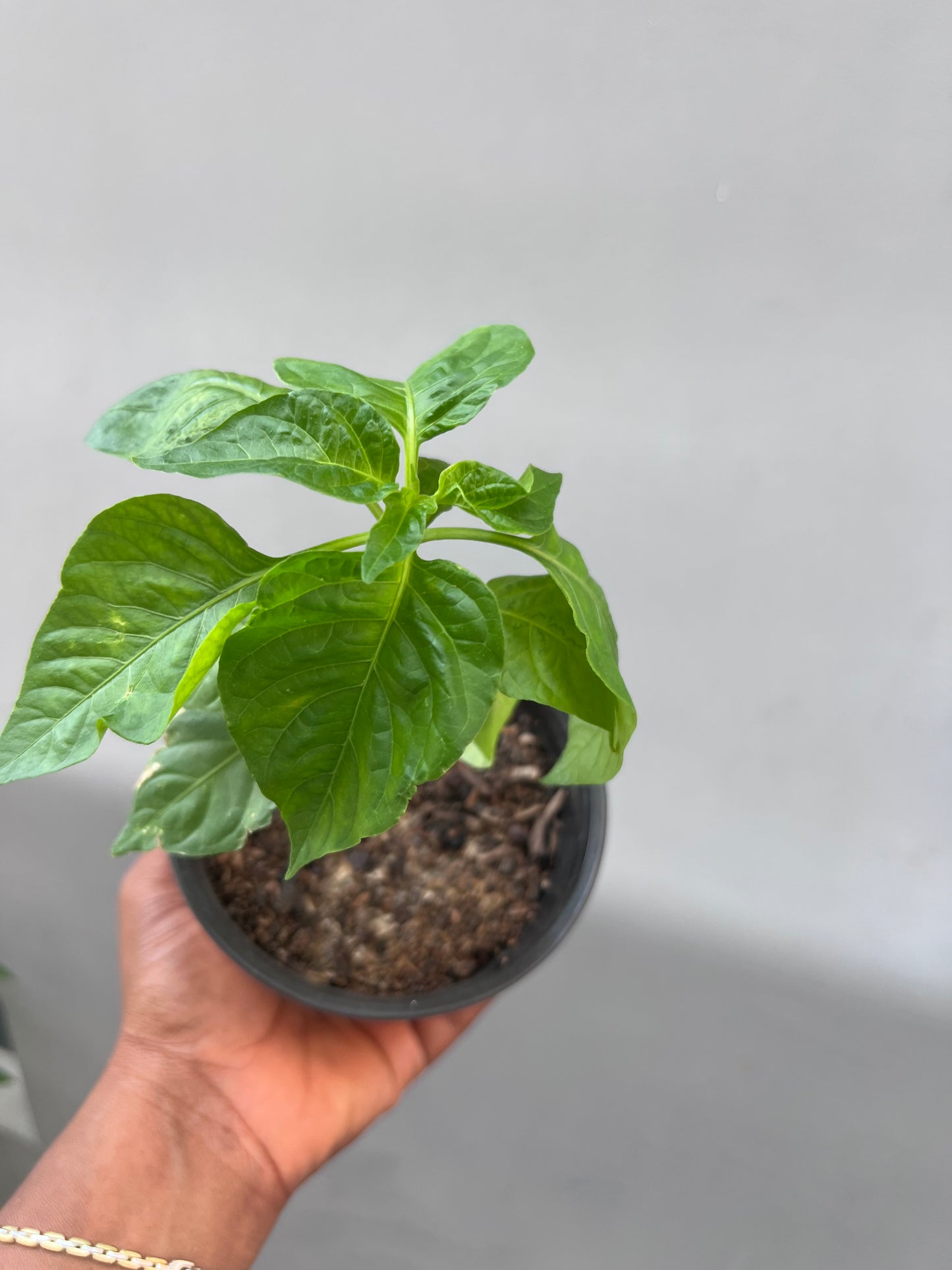 Yellow Habanero seedling