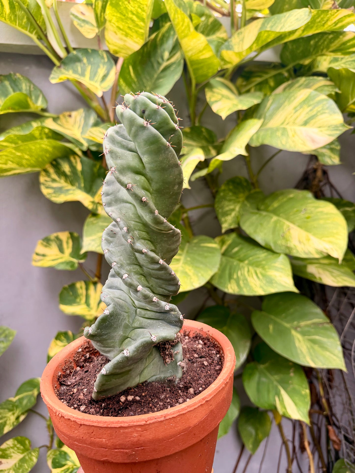 Spiral Cactus (Cereus forbesii 'Spiralis')