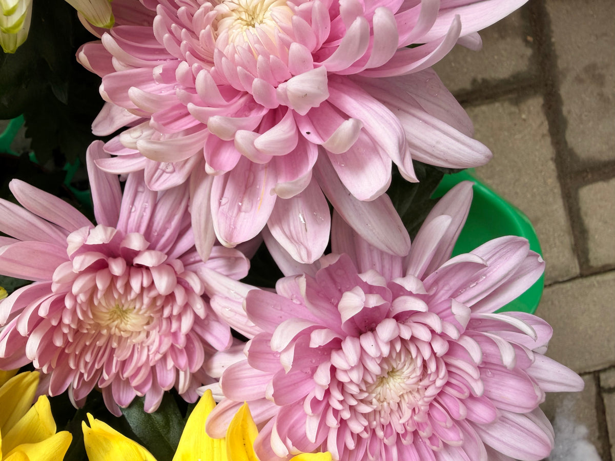 Chrysanthemum Supernova