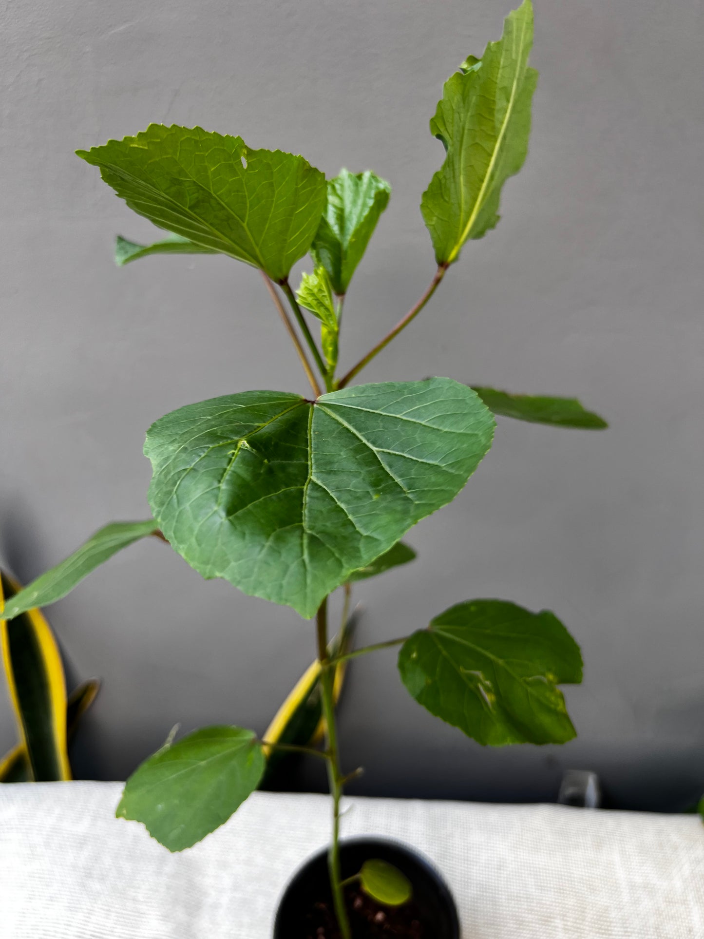 Zobo( Roselle Hibiscus) plant