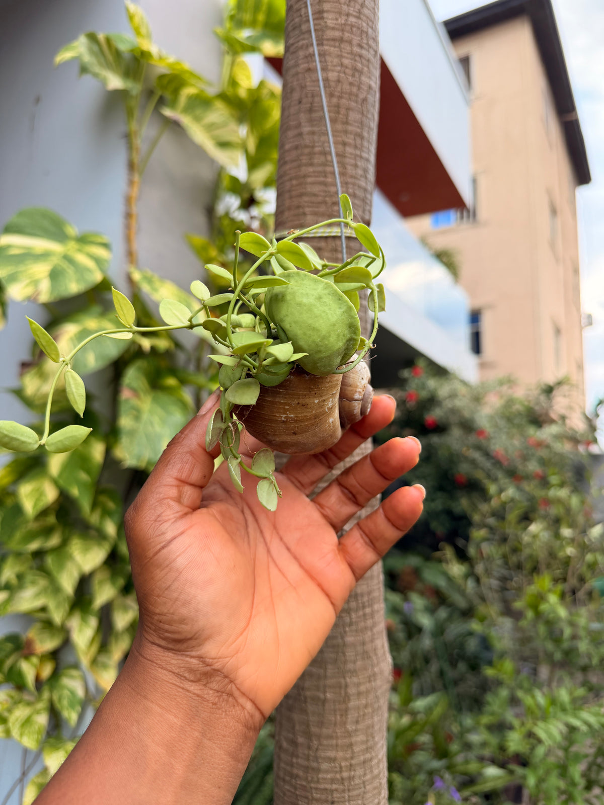 Dischidia