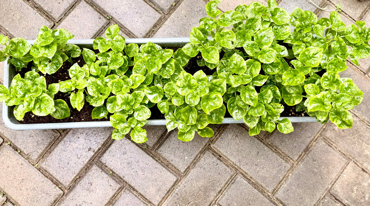 Brazillian Spinach Seedling