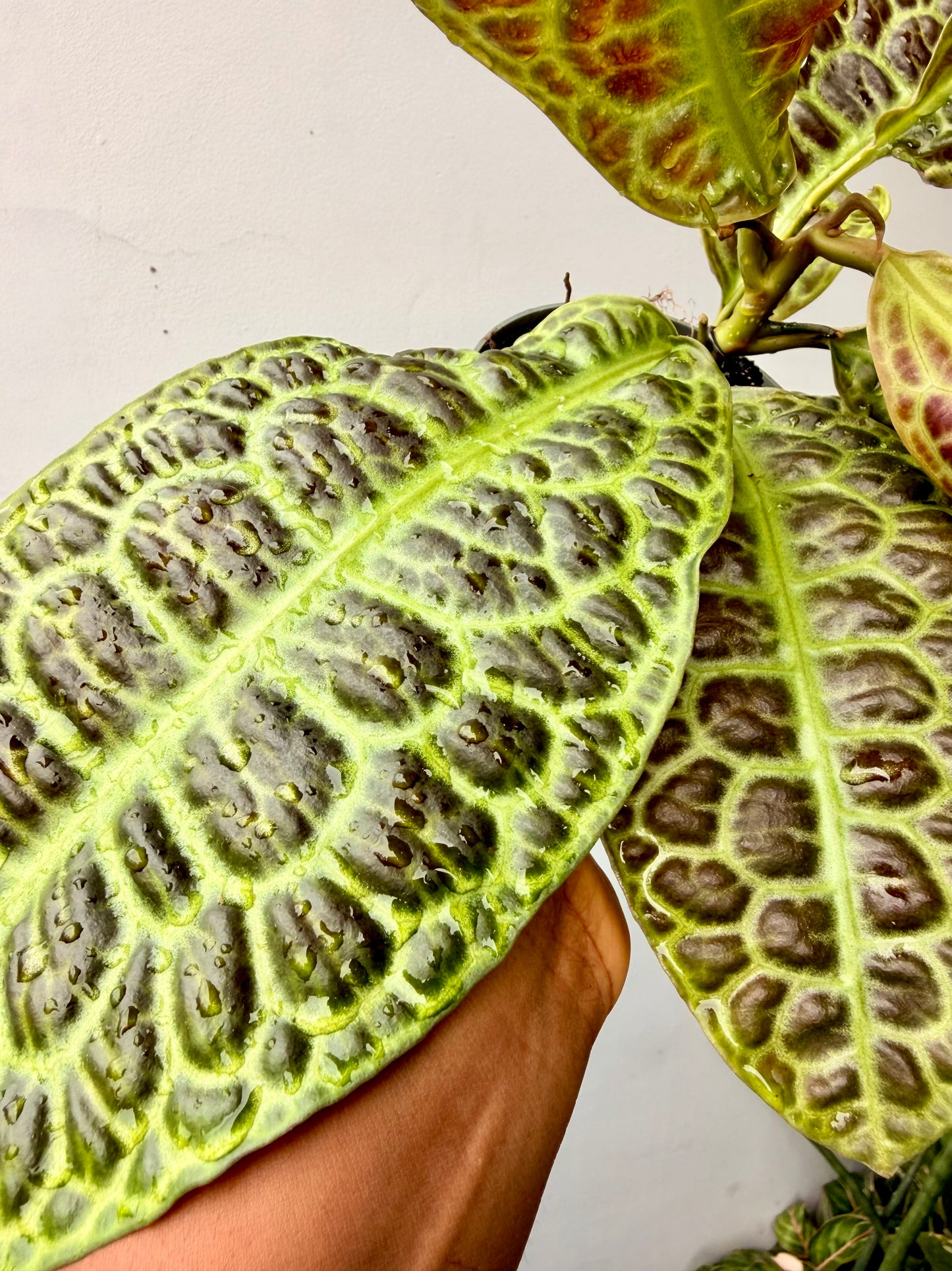 Kura Kura Turtle Back (Labisia)