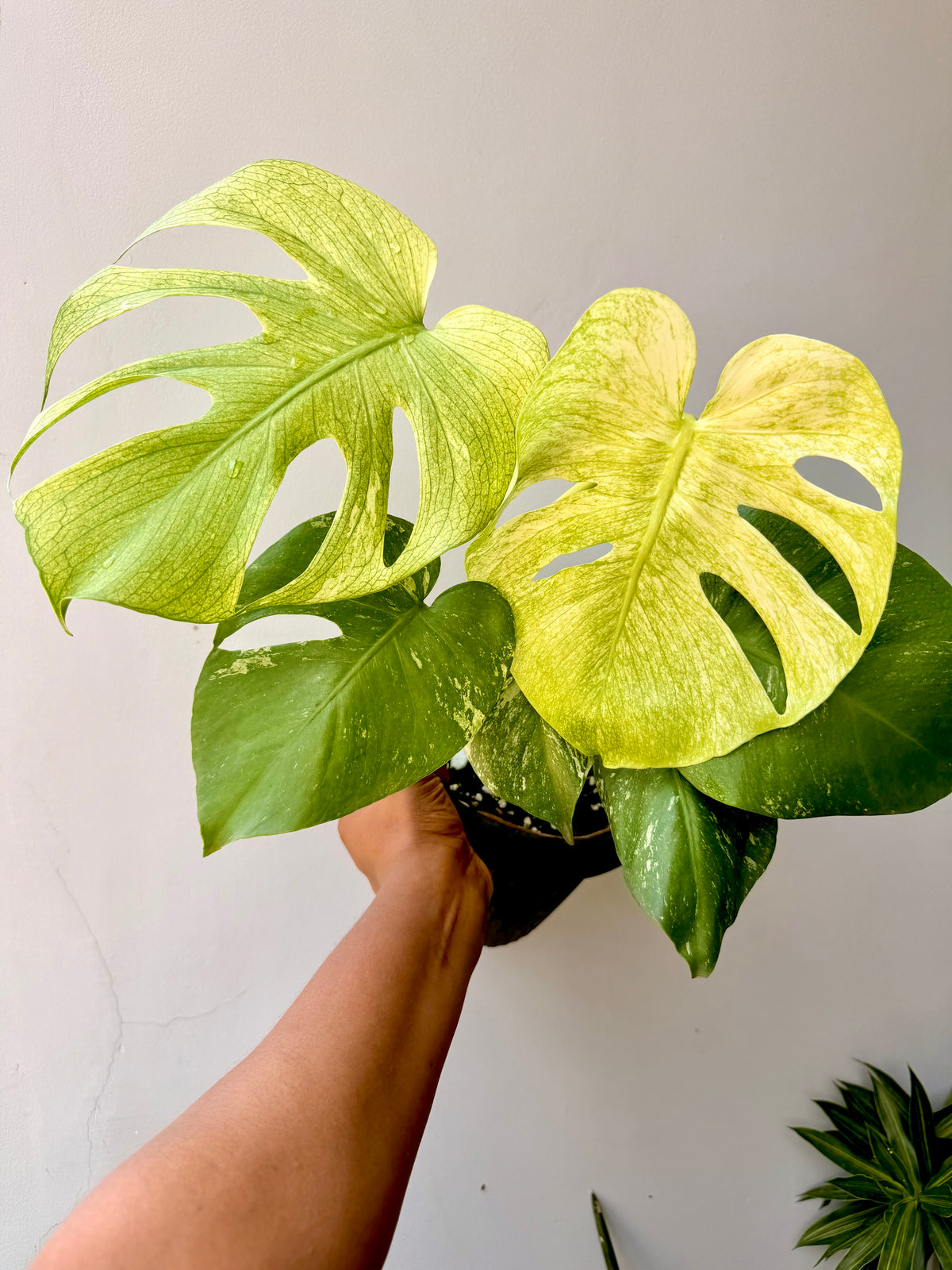 Monstera White Monster