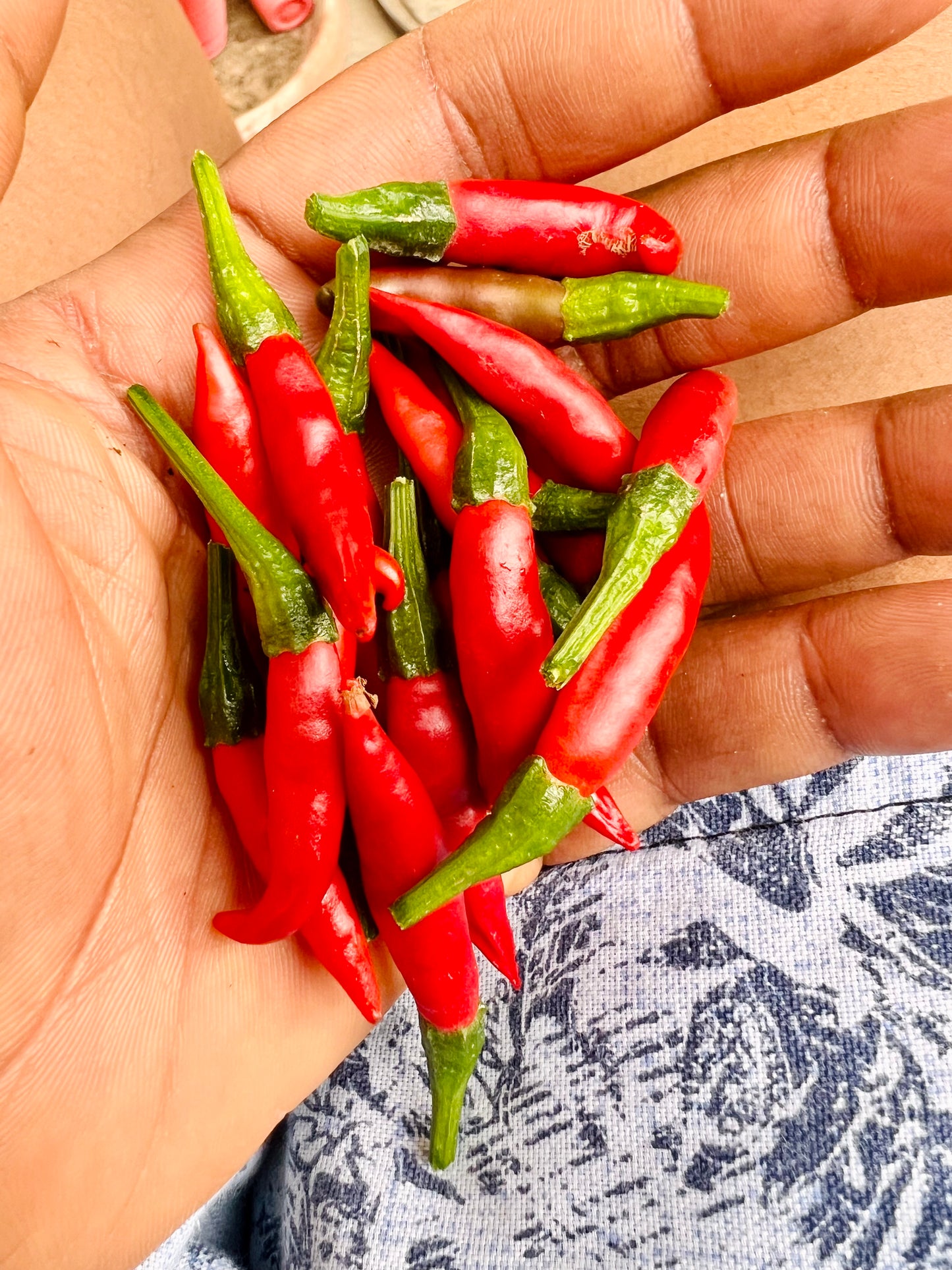 Thai Chili Pepper seedling
