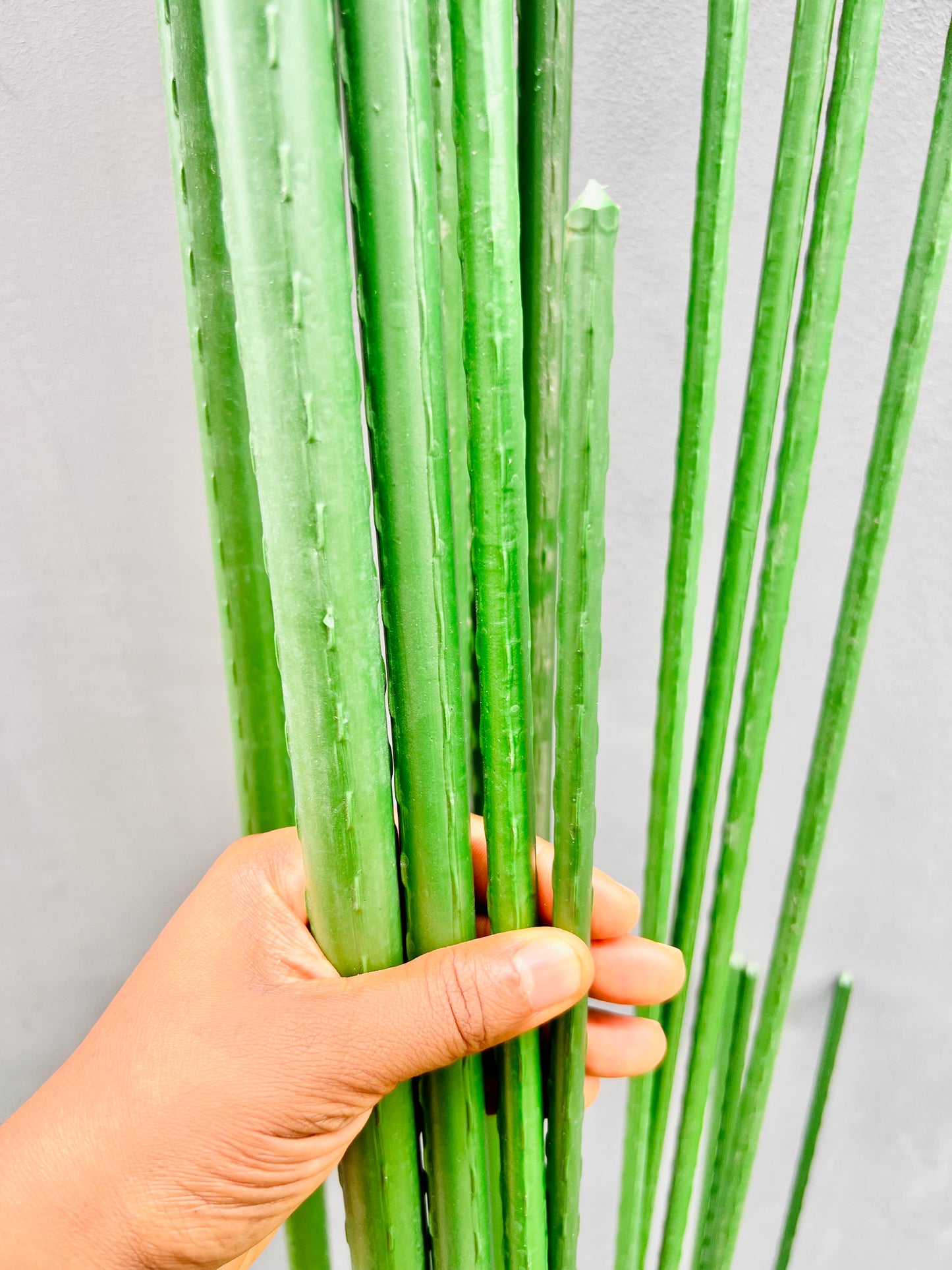 Garden Rod/Stake/Pole