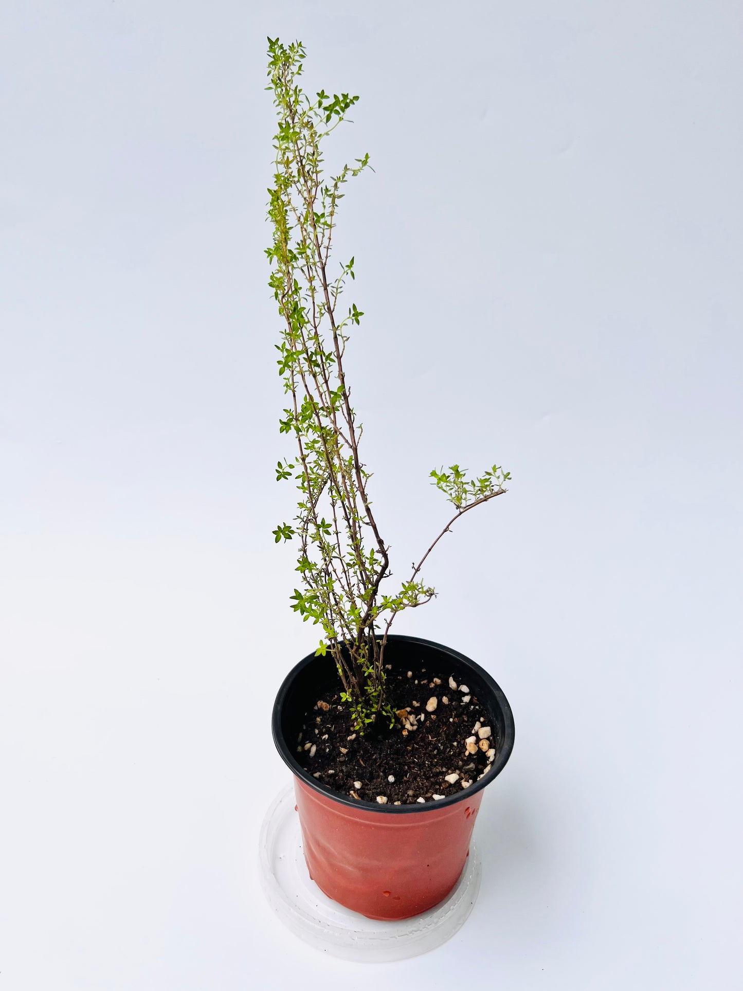 Thyme seedlings