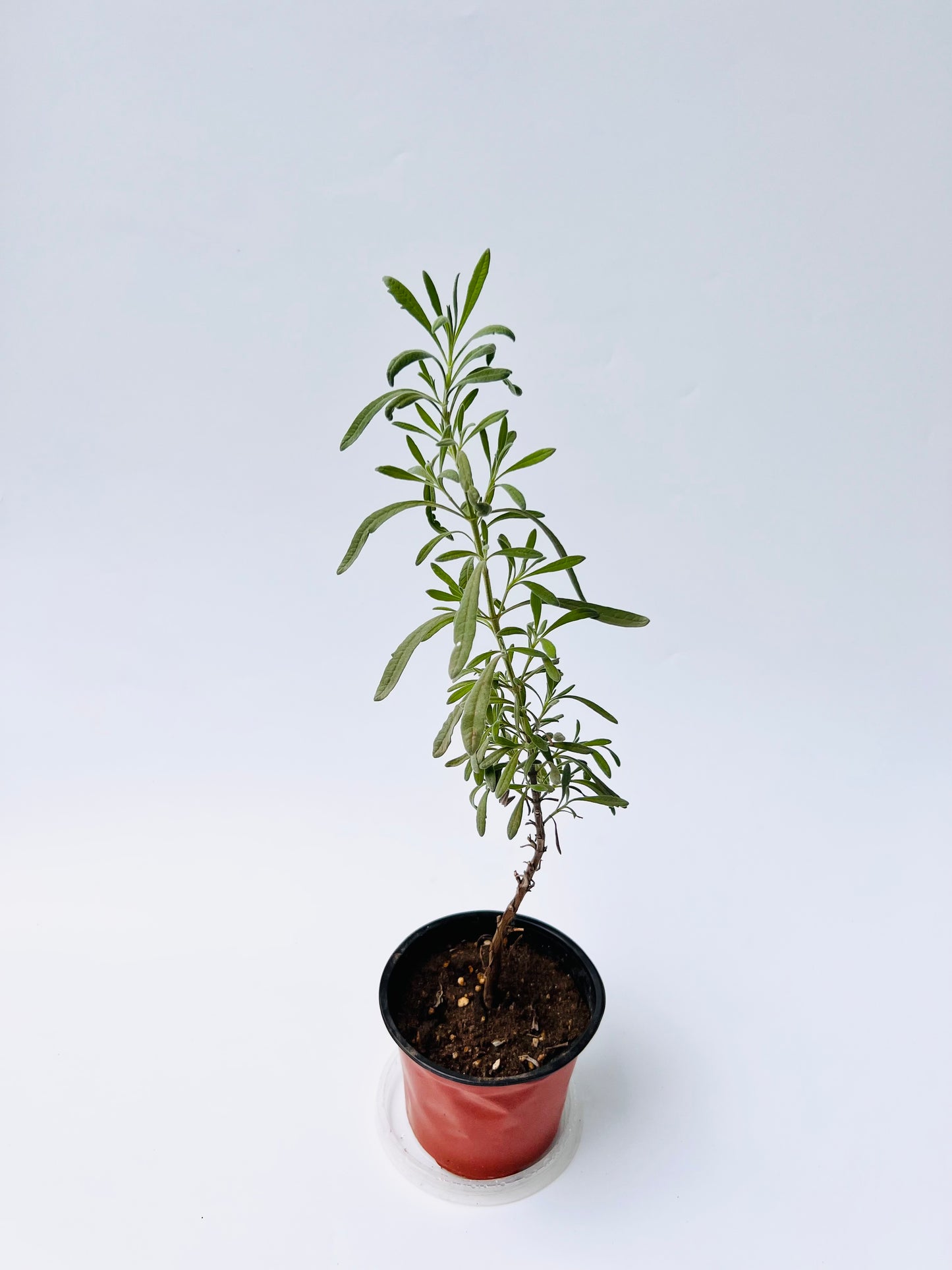Lavender Seedling