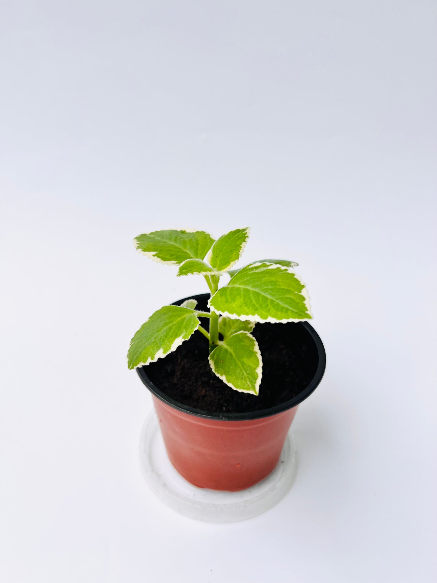 Variegated Cuban Oregano seedling