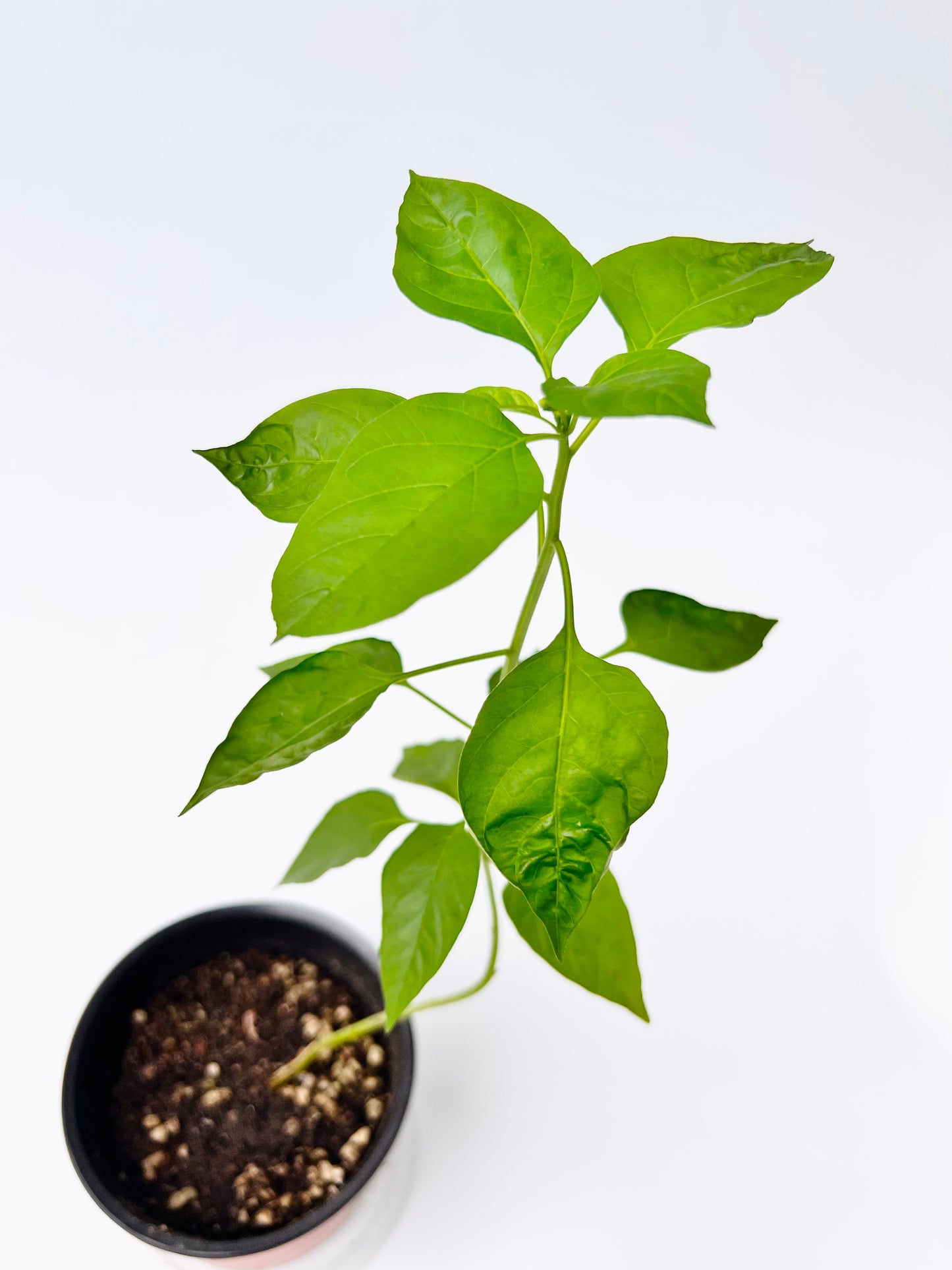Thai Chili Pepper seedling