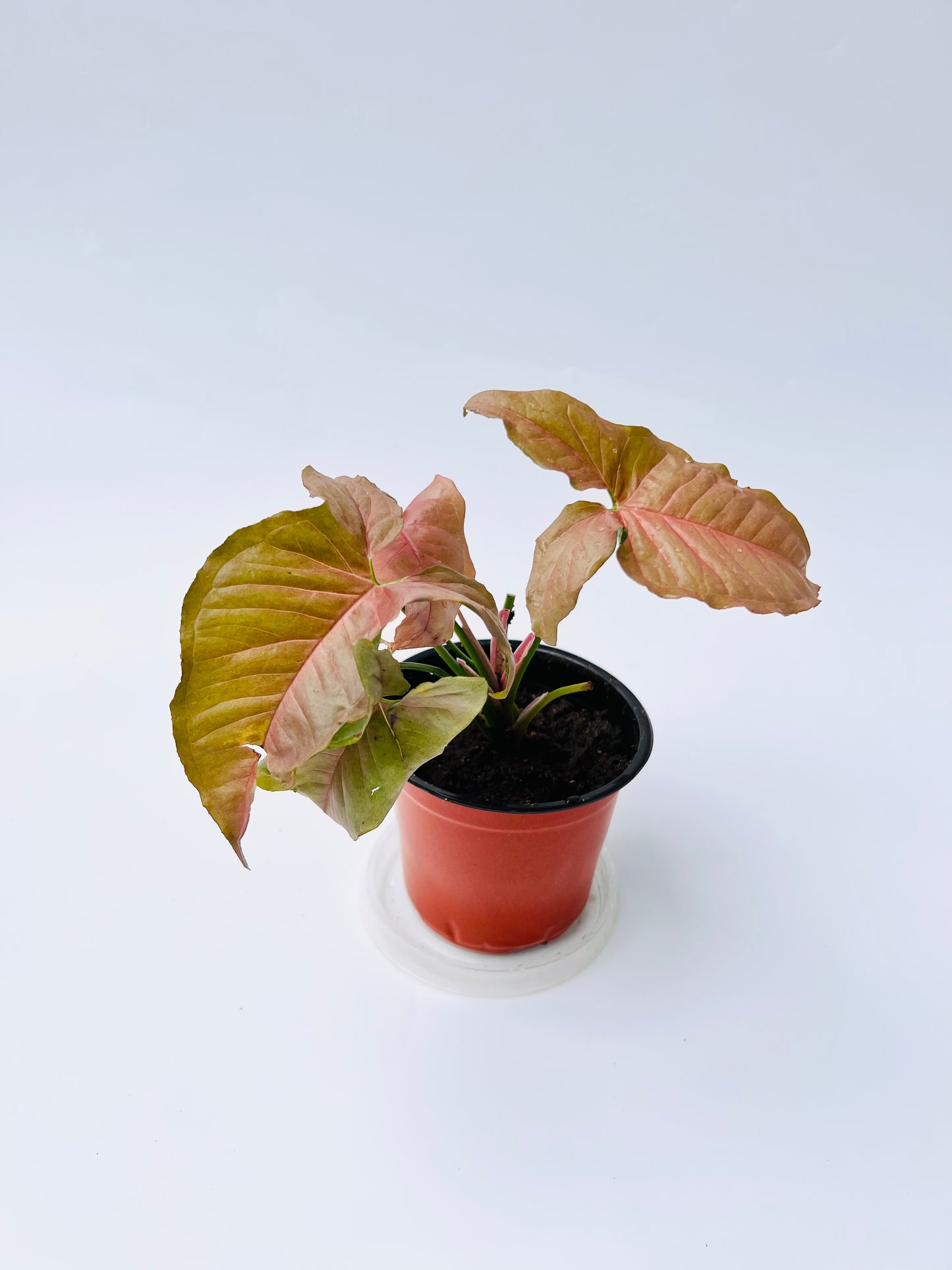 Pink Syngonium Seedling