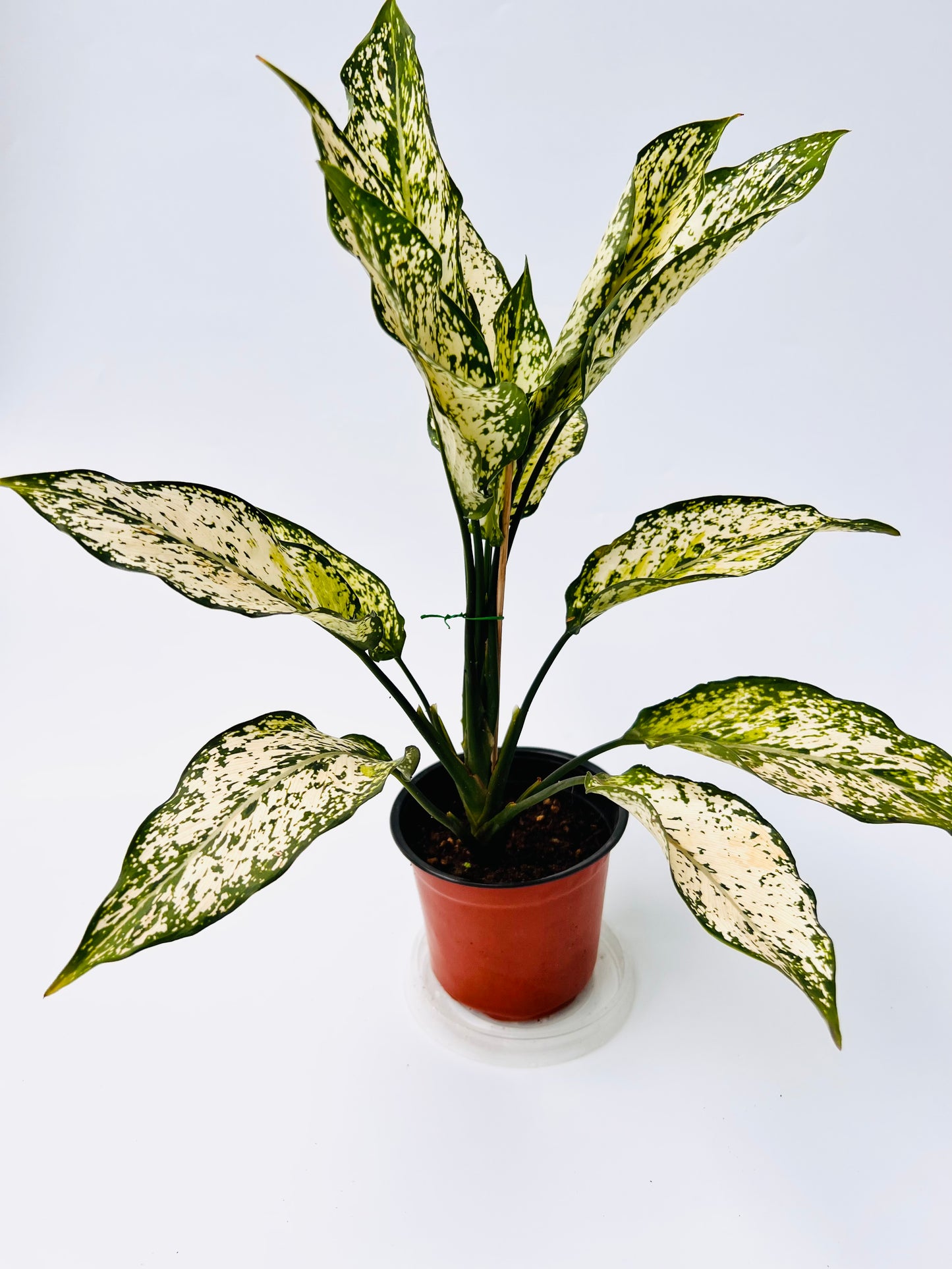 Snow White Aglaonema seedling