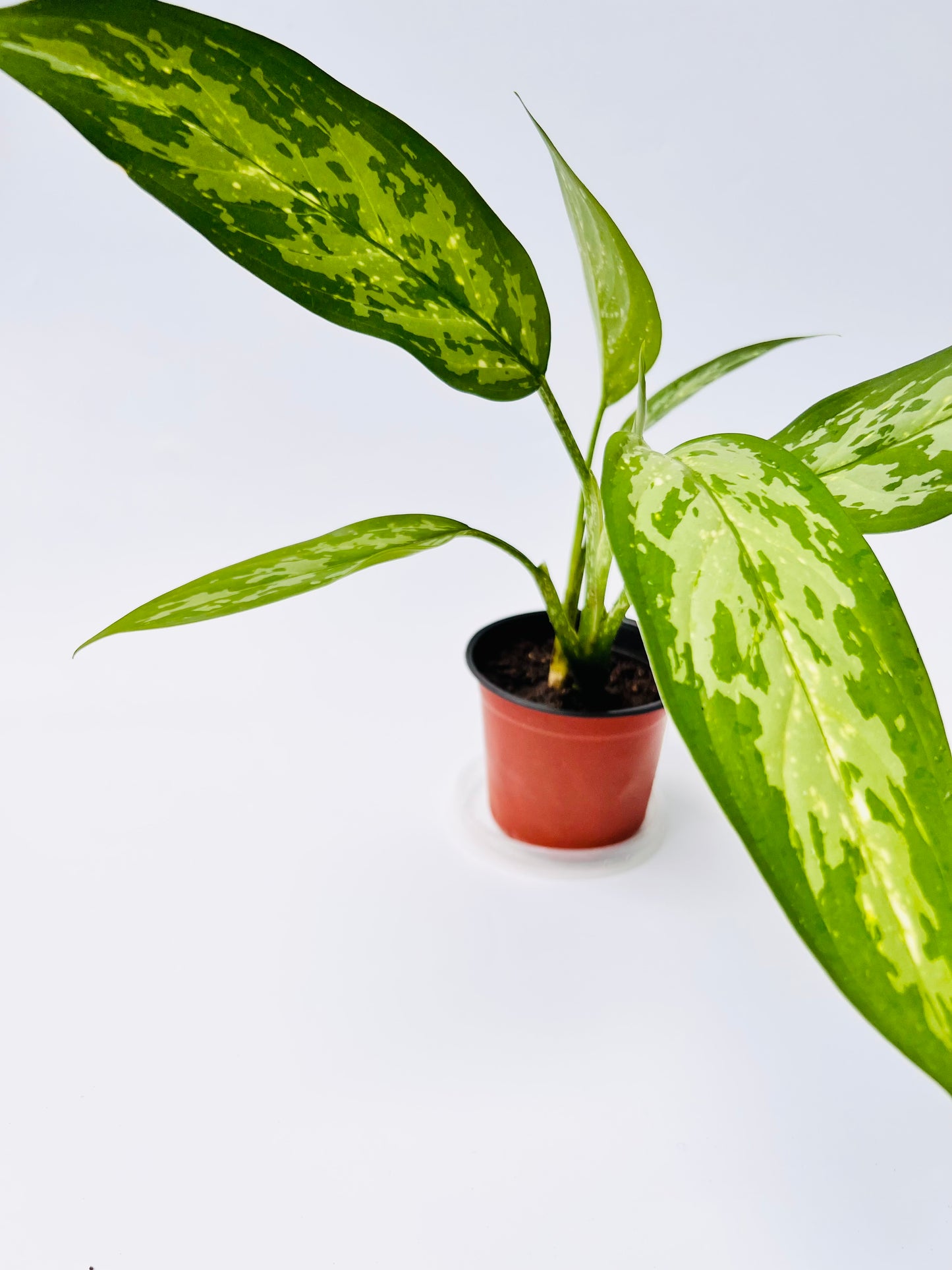 Aglaonema Silver Queen Seedling