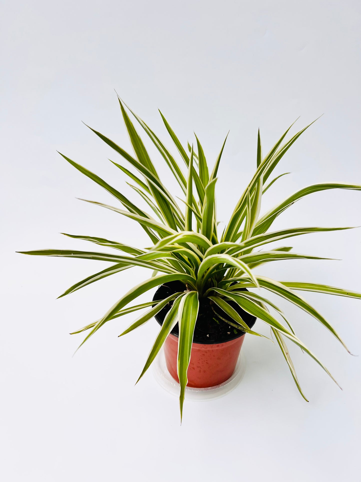 Spider Plant seedling