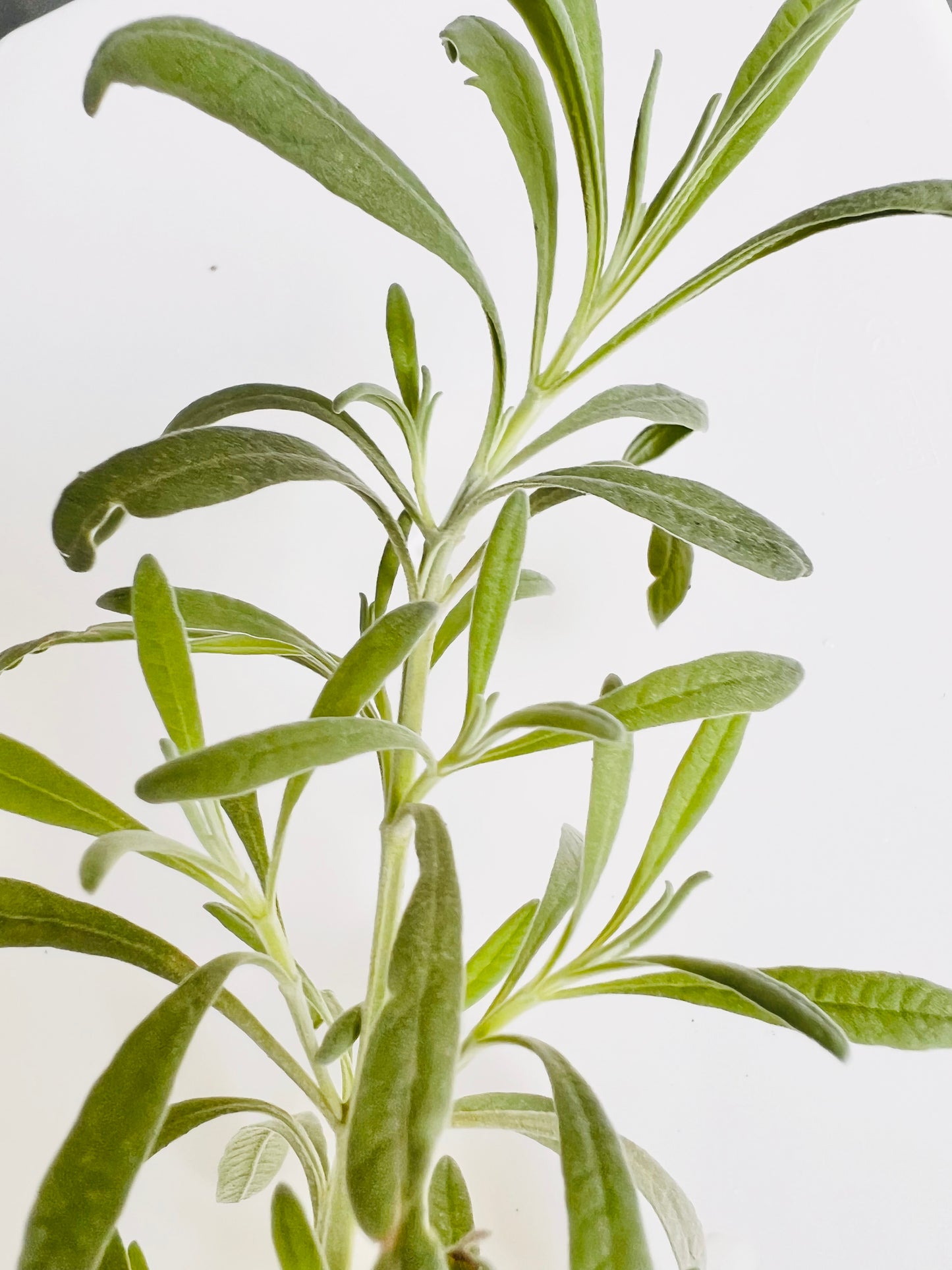 Lavender Seedling