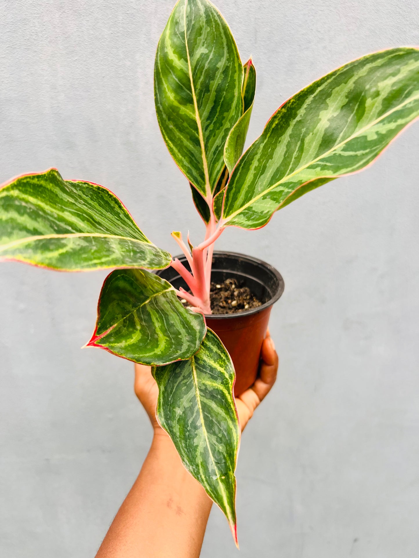Candy Cane Aglaonema Seedling