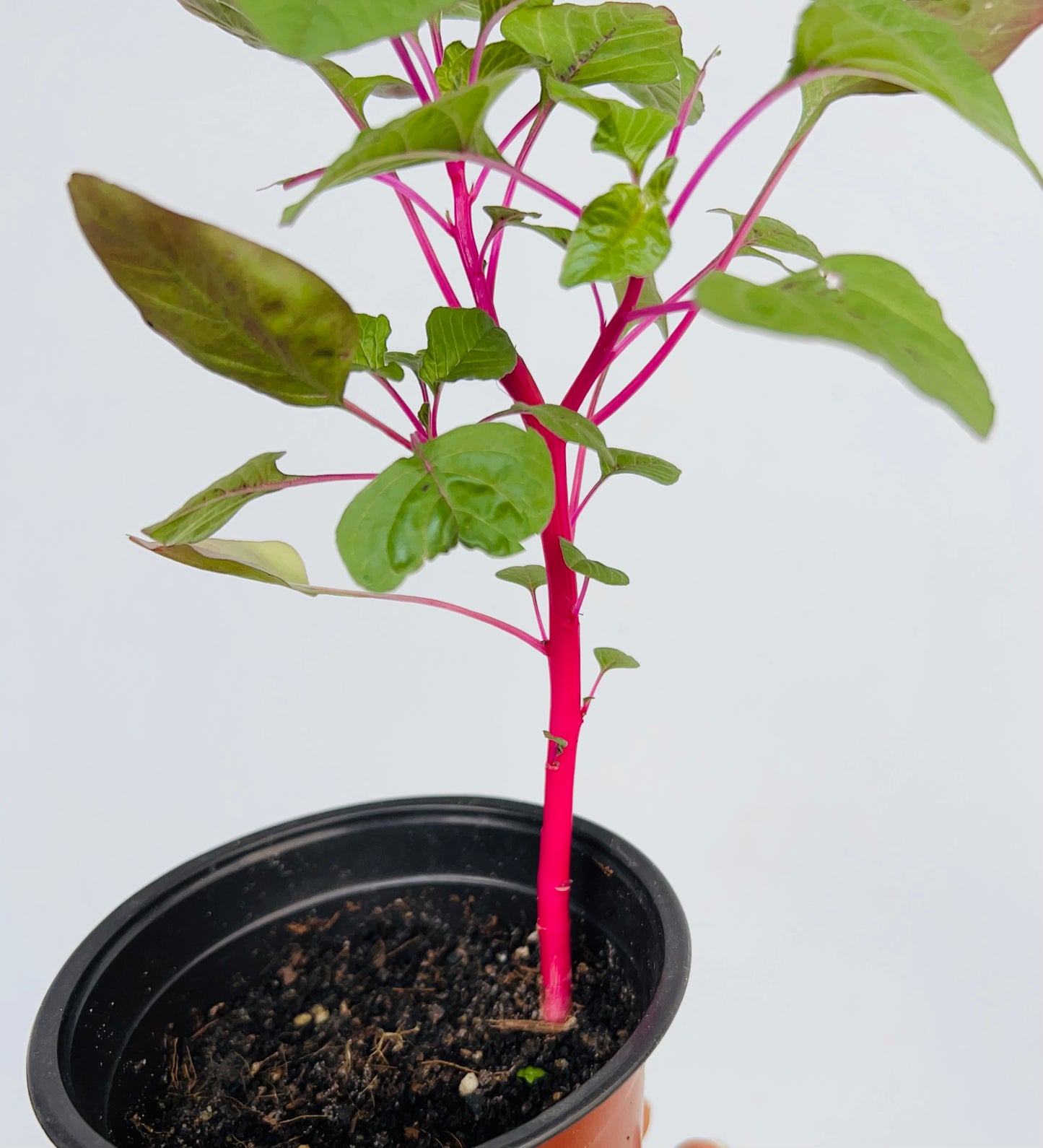 Pink Amaranth Seedling