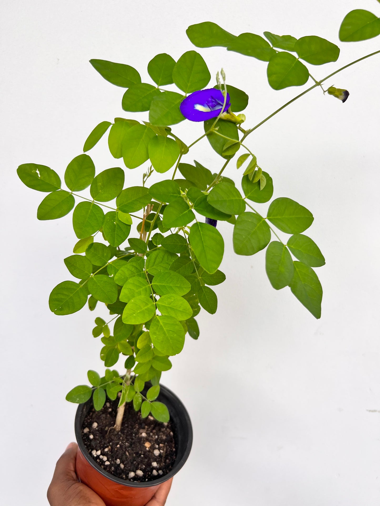 Butterfly Pea Seedling