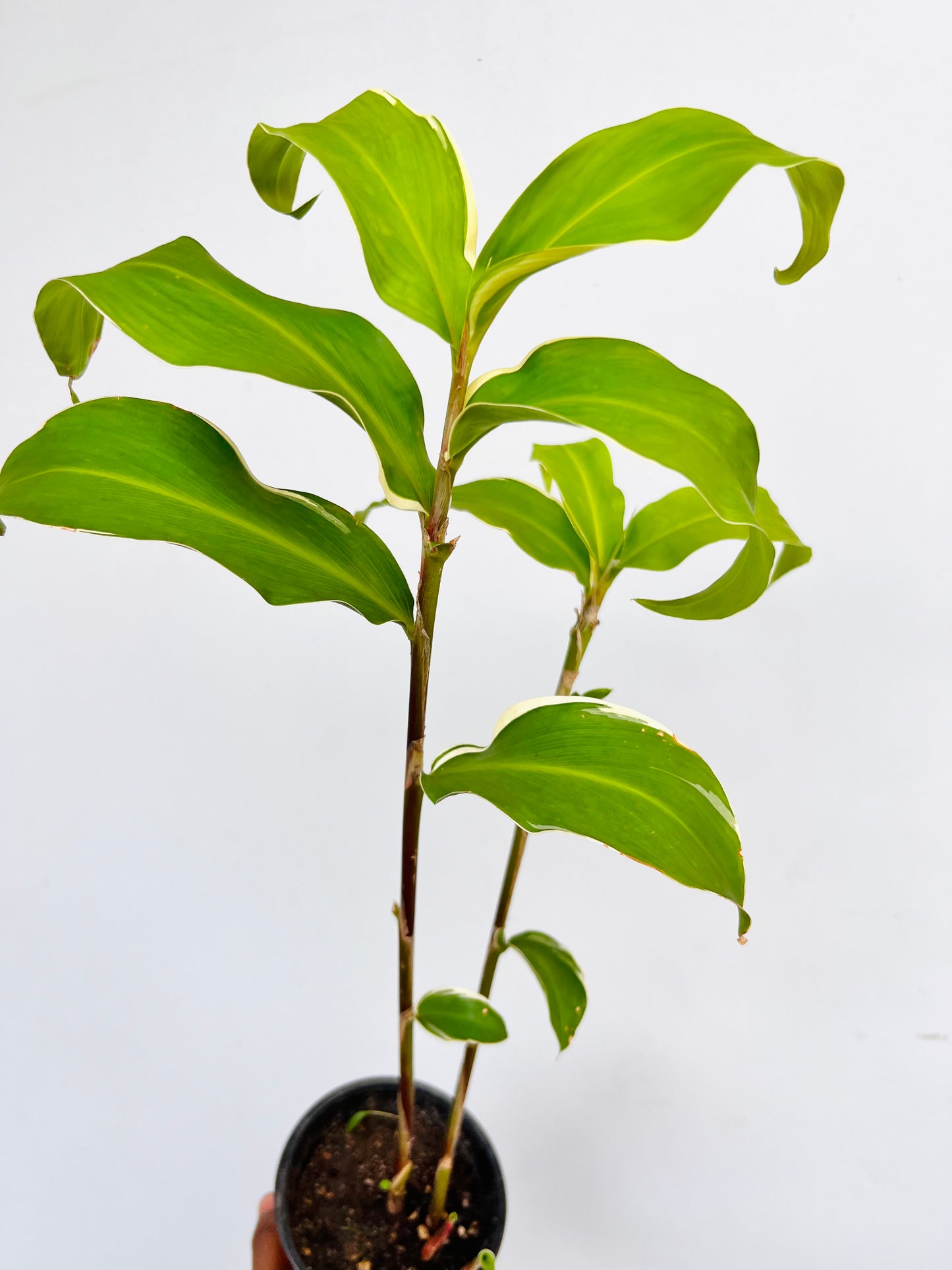 Shampoo Ginger(Awaphui) seedling