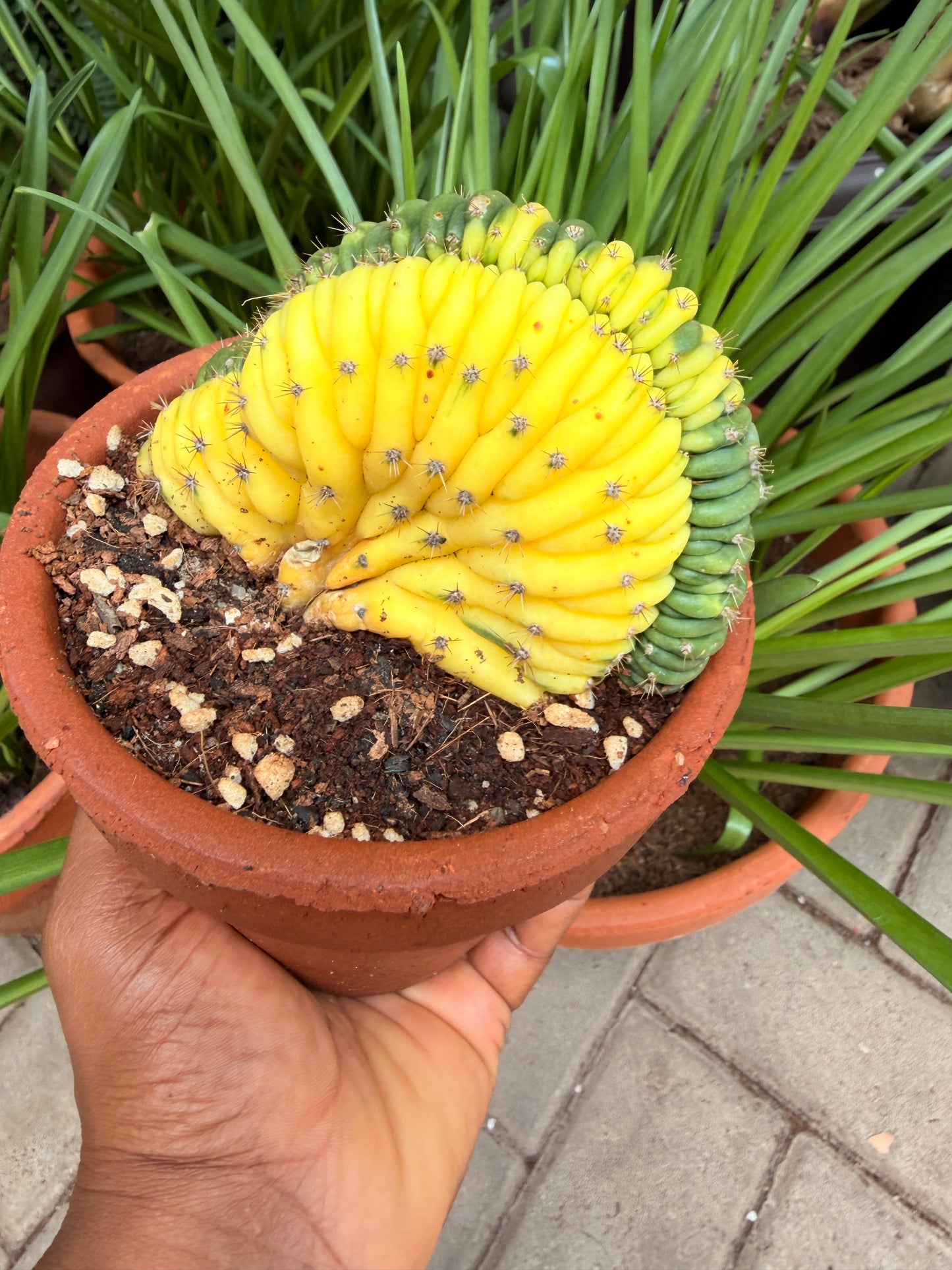 Gymnocalycium Cristata Crested variegated