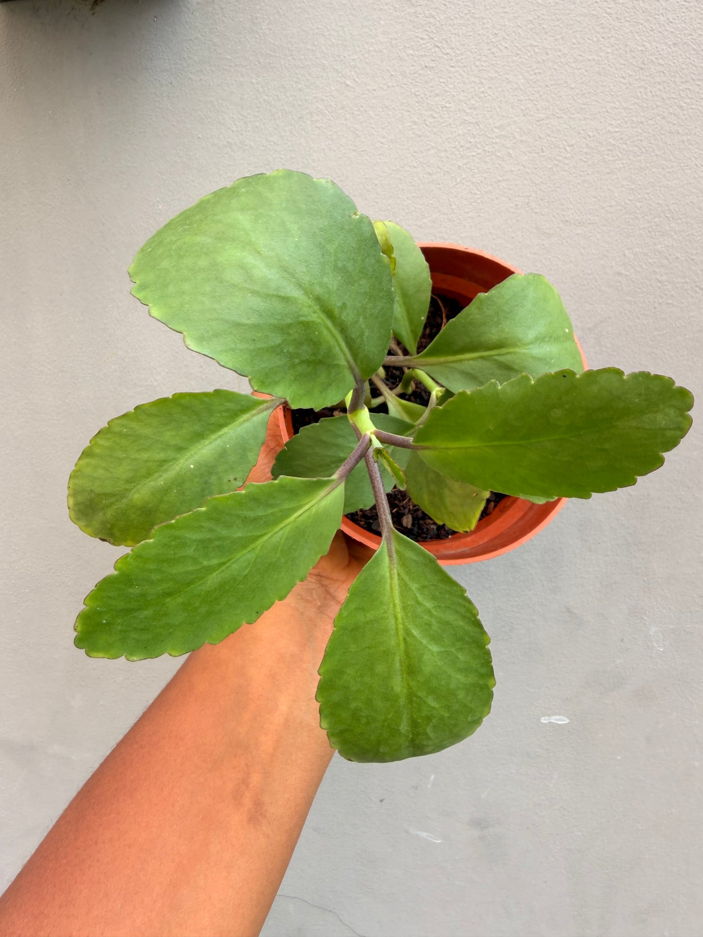 Miracle Leaf