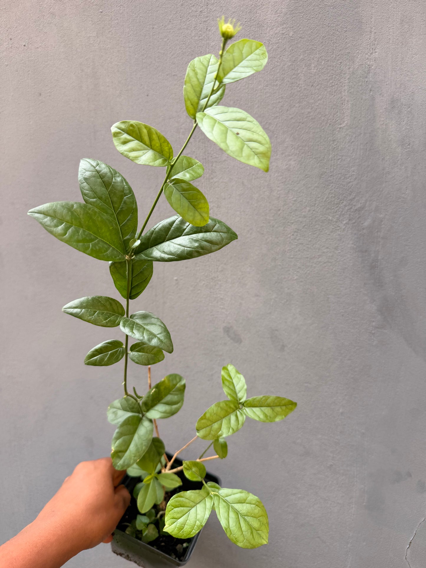 Arabian Jasmine