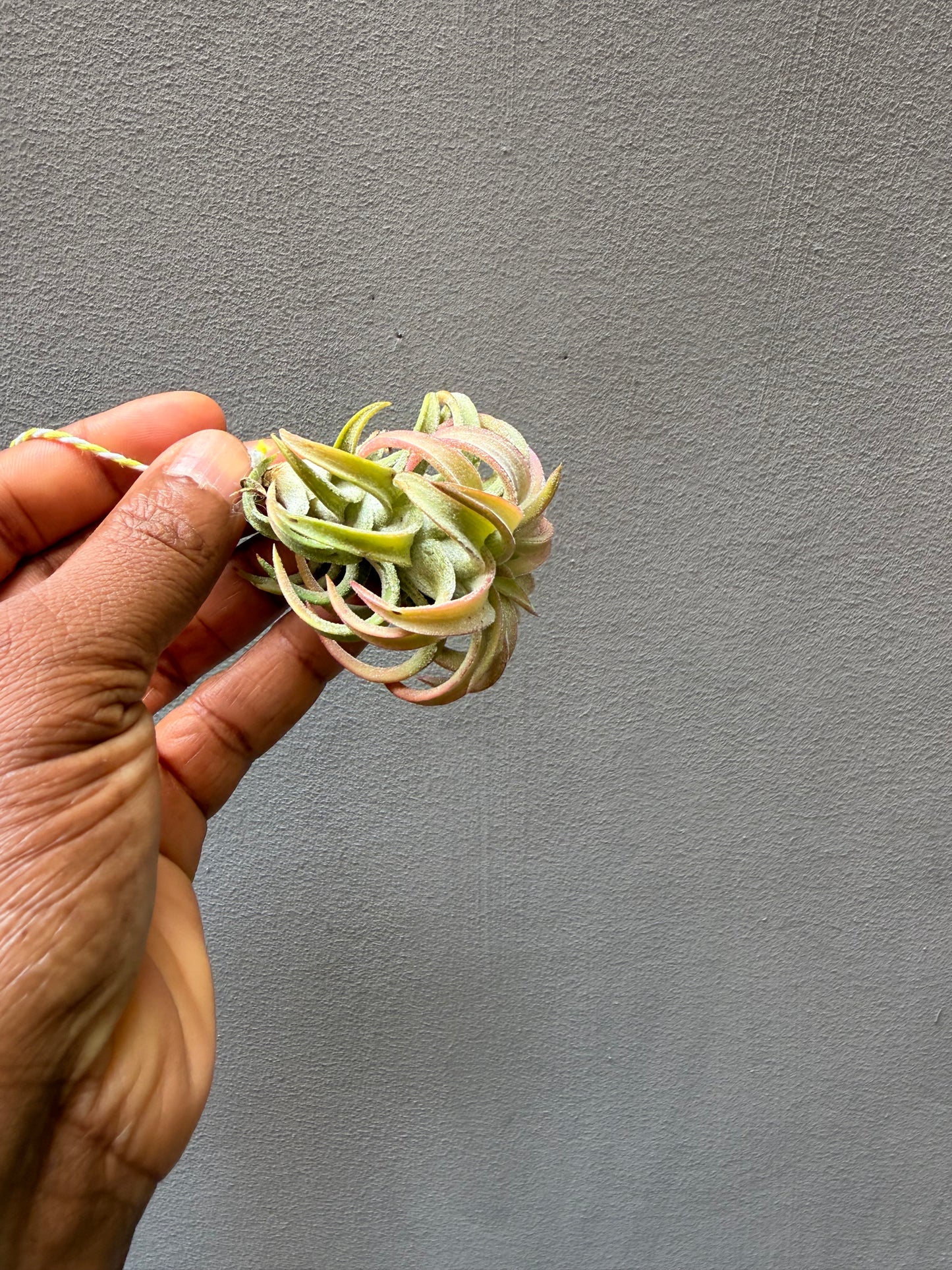 Tillandsia Ionantha Vanhyningii