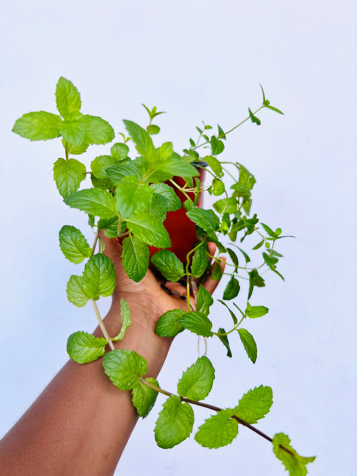 Spearmint Seedling