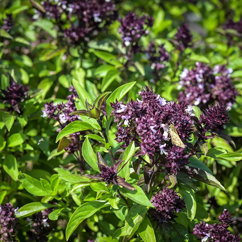 Siam Queen Thai Basil seedling