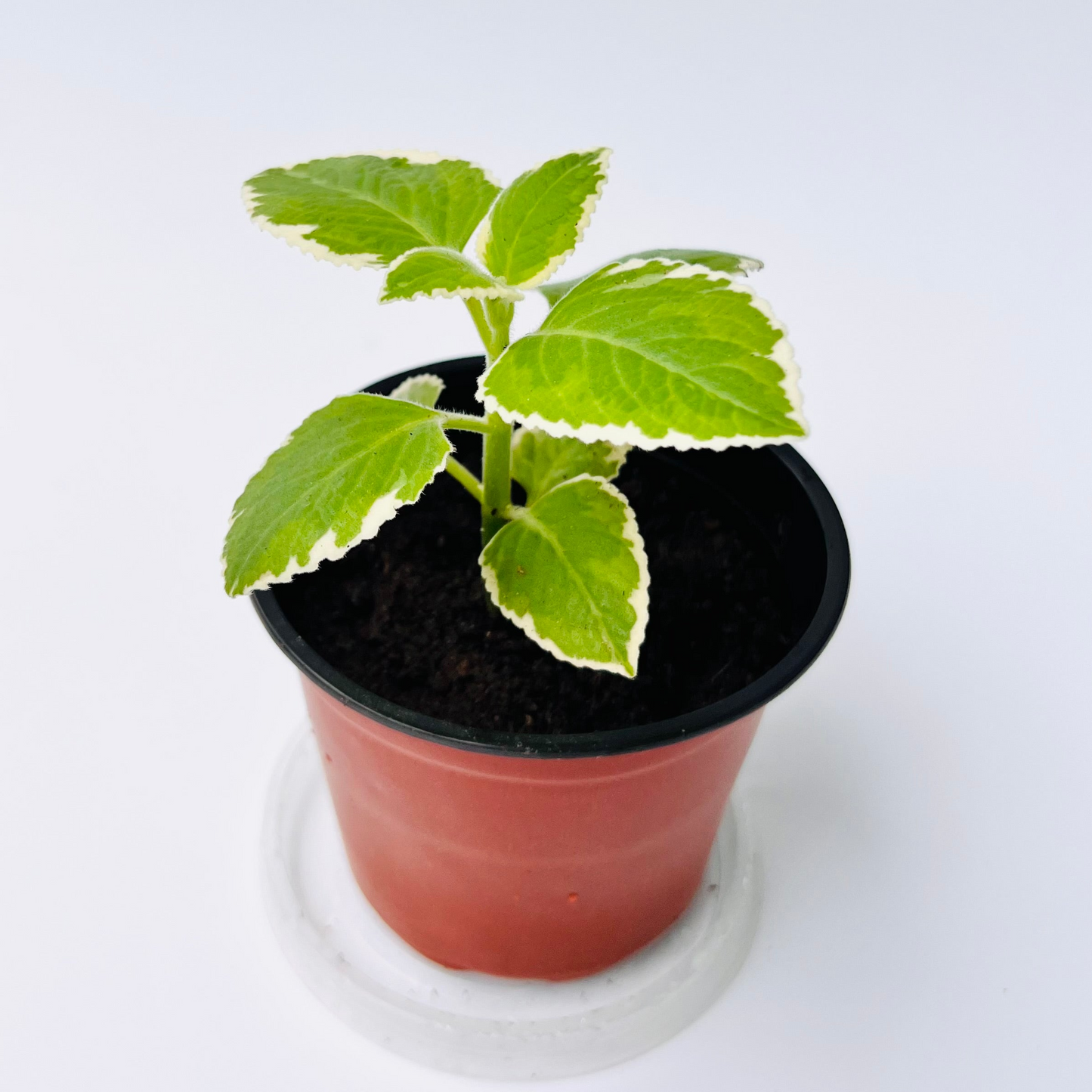 Variegated Cuban Oregano seedling