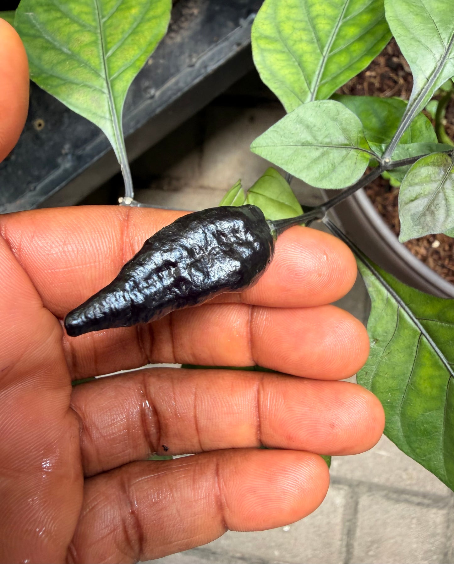 (Seeds)Bubble gum 7pot Armageddon